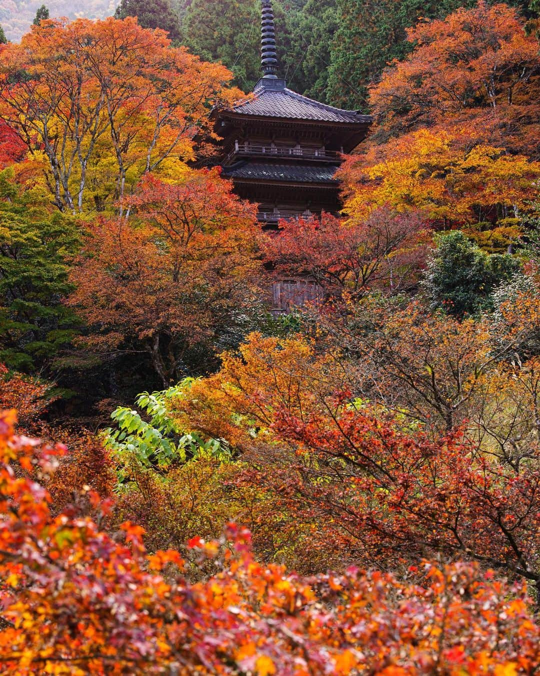 Takefumi Tezkaのインスタグラム：「✴︎毎年行く度に枯れ木だった高源寺 ✴︎ ✴︎今年は撮れました😊🍁 ✴︎ ✴︎ ✴︎兵庫県」