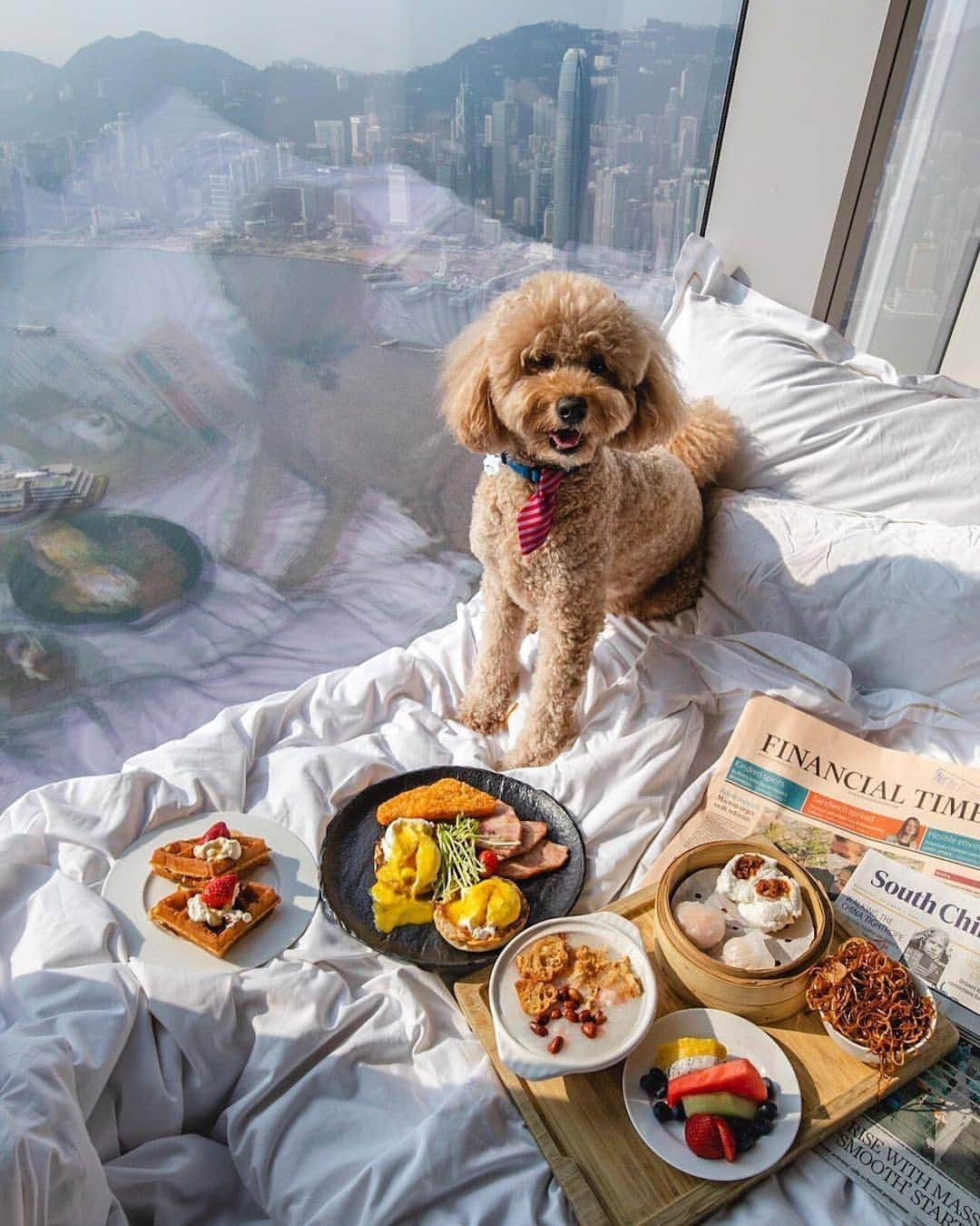 BEAUTIFUL HOTELSさんのインスタグラム写真 - (BEAUTIFUL HOTELSInstagram)「Us in the morning 👉🏼 us in the evening. Who can relate? 😜  Where are your favorite pet-friendly stays? (1st photo) At the world's highest hotel, The Ritz-Carlton in Hong Kong lets you escape the city, 118 floors up, and (2nd photo) at Rosewood Hong Kong, a luxury hotel soaring over Victoria Harbour.  In The Ritz-Carlton’s “The Pawfect Stay” package, guests can bring up to two pets who'll enjoy overnight accommodation, a plush bed, welcome treats, a pet stroller, and a complimentary toy.   While at the Rosewood, aside from a sumptuous bed and treats, you can spoil your pooch with their specially curated pet menu. Sounds like an absolutely paw-some stay! 🐾  📸 @indulgenteats 🐶 @crosbythedood  📍 @ritzcarltonhongkong (1st photo) & @rosewoodhongkong (2nd photo), Hong Kong」11月15日 23時25分 - beautifulhotels
