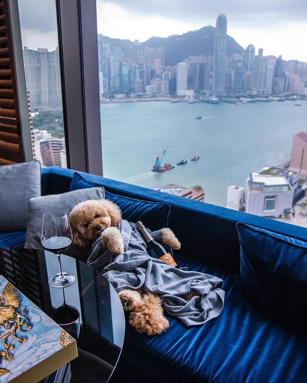 BEAUTIFUL HOTELSさんのインスタグラム写真 - (BEAUTIFUL HOTELSInstagram)「Us in the morning 👉🏼 us in the evening. Who can relate? 😜  Where are your favorite pet-friendly stays? (1st photo) At the world's highest hotel, The Ritz-Carlton in Hong Kong lets you escape the city, 118 floors up, and (2nd photo) at Rosewood Hong Kong, a luxury hotel soaring over Victoria Harbour.  In The Ritz-Carlton’s “The Pawfect Stay” package, guests can bring up to two pets who'll enjoy overnight accommodation, a plush bed, welcome treats, a pet stroller, and a complimentary toy.   While at the Rosewood, aside from a sumptuous bed and treats, you can spoil your pooch with their specially curated pet menu. Sounds like an absolutely paw-some stay! 🐾  📸 @indulgenteats 🐶 @crosbythedood  📍 @ritzcarltonhongkong (1st photo) & @rosewoodhongkong (2nd photo), Hong Kong」11月15日 23時25分 - beautifulhotels
