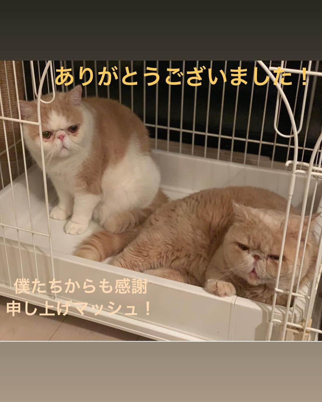 のインスタグラム：「昨日は marisol &ecla byshueisya×Isetan オンライン・大人のアイメイク講座に参加頂きありがとうございました。 不慣れで至らない点も あったかと思います お許し下さい。  そして、また懲りずに 機会がありましたら メイク講座をさせて頂きたいと思いますので　どうぞ宜しくお願い致します。  ※マスクは伊勢丹さんで、 引き続き発売しているそうですので、 こちらも宜しくお願い致します。」