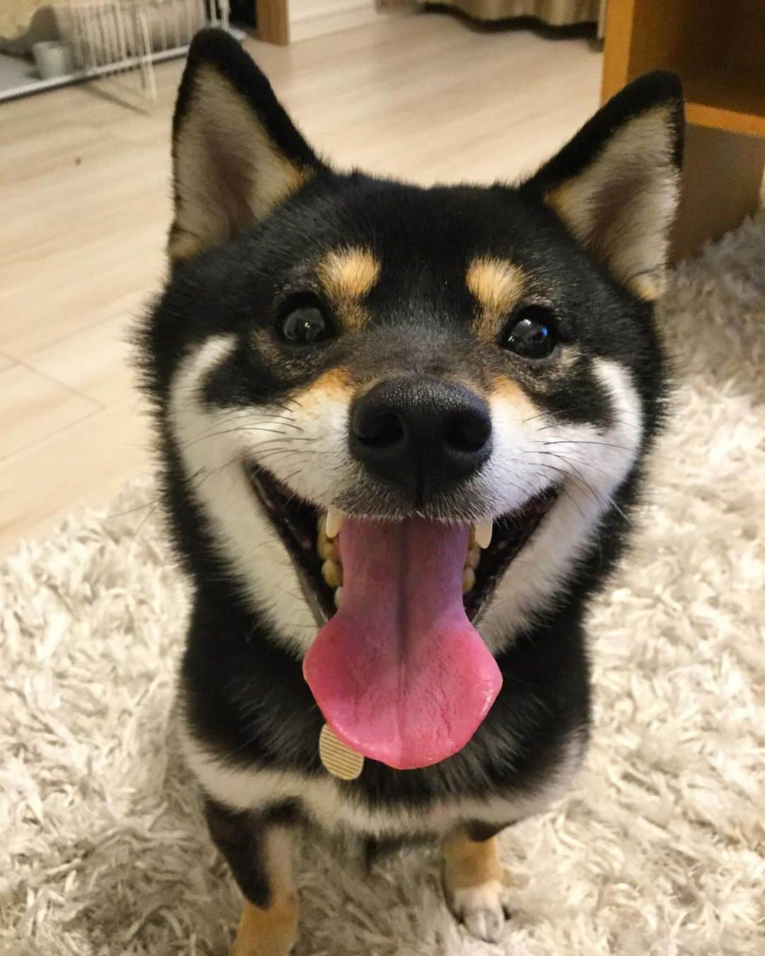 まめ丸のインスタグラム：「* * まだまだねたくなーい🐶💓 #でもおやすみなさい * good night🐶💓 * #まだまだあそびたい #まめスマイル * #柴犬#豆柴#柴#黒柴#犬#いぬのきもち#shiba#shibainu#shibastagram#shibadog#puppy#instadog#dogstagram#dog#instashiba#petstagram#pet#cutepetclub#강아지#멍스타그램#doglover#ilovemydog#weeklyfluff」