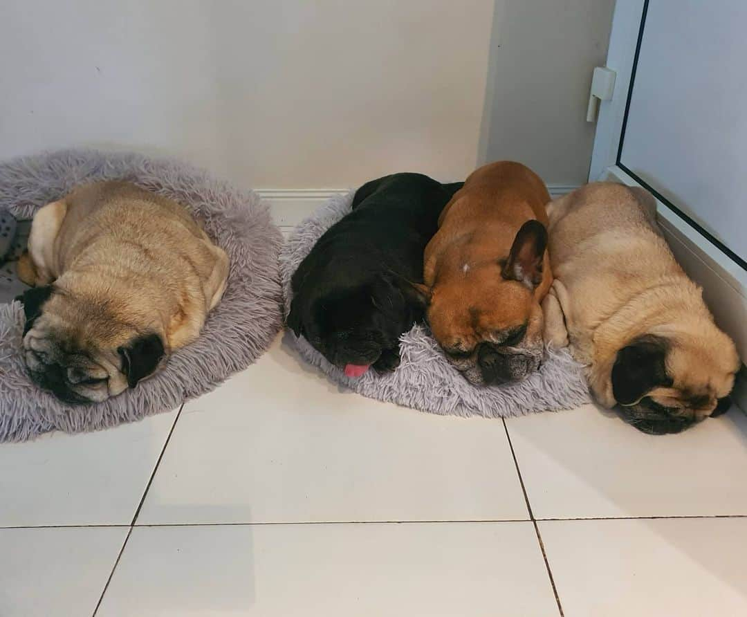 Nikitaさんのインスタグラム写真 - (NikitaInstagram)「Pug_nikita tarde de siesta 😏 😌」11月16日 0時02分 - pug_nikita