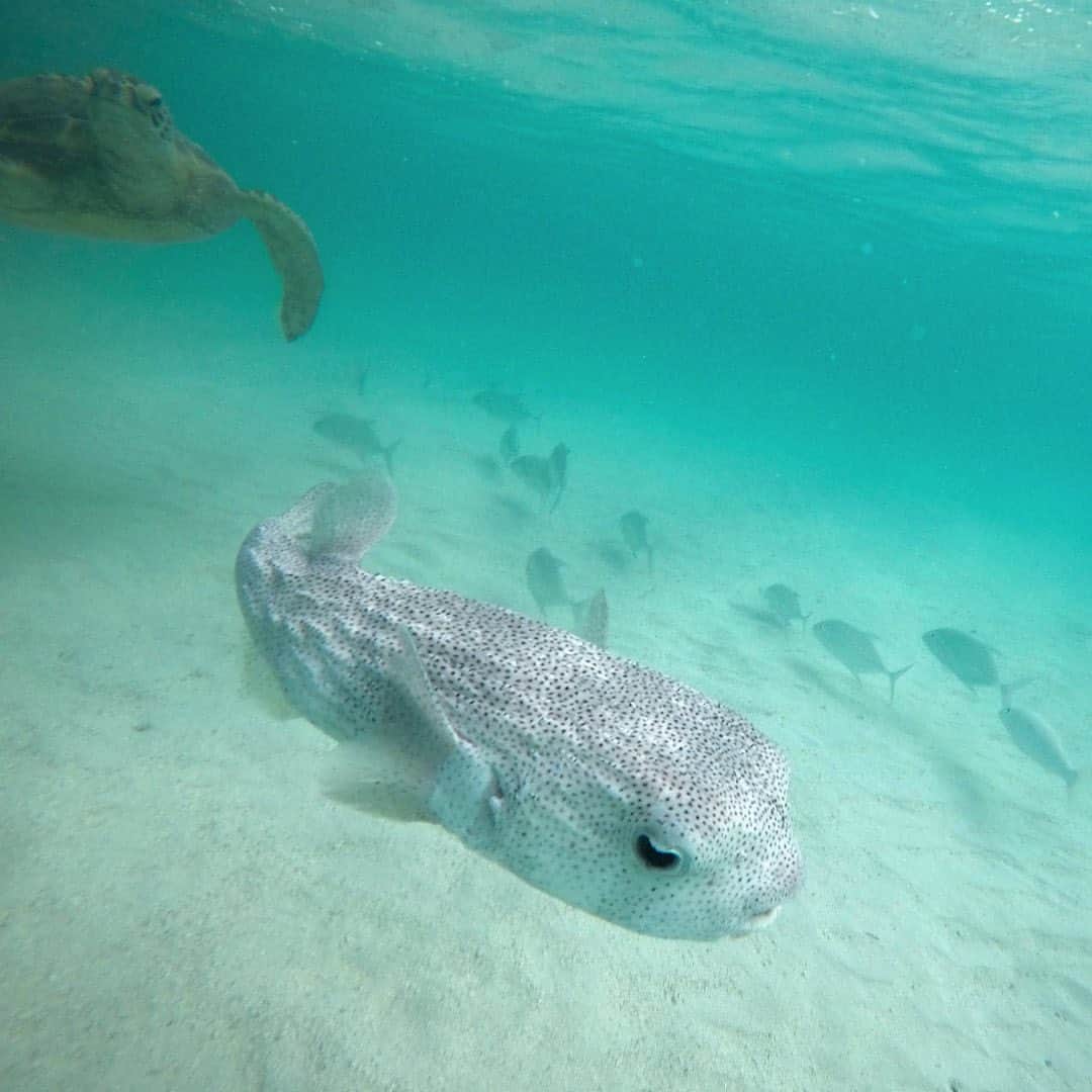 Luxury Cruise by Captain Bruceさんのインスタグラム写真 - (Luxury Cruise by Captain BruceInstagram)「スタッフの間で隠れ人気の、フグのヒロシさん🐡⁠⠀ ⁠⠀ Porcupinefish ポーキュパインフィッシュ、ハリセンボンの一種ですが、和名ではなんとネズミフグと呼ばれているようです。⁠⠀ 近くで見ると意外に大きくてびっくりします！⁠⠀ ⁠⠀ ⁠⠀ ⁠⠀ #captainbruce #kaneohesandbar #hawaii #oahu #thisiswherewelive #ahuolaka #ahuihou #hello #aloha #havealohawilltravel #hawaiiinstagram #キャプテンブルース #天国の海ツアー #天国の海 #サンドバーツアー #アフオラカ #ハワイ大好き #オアフ島 #ハワイの生き物 #海の中 #フグのヒロシ」11月16日 5時32分 - cptbruce_hi