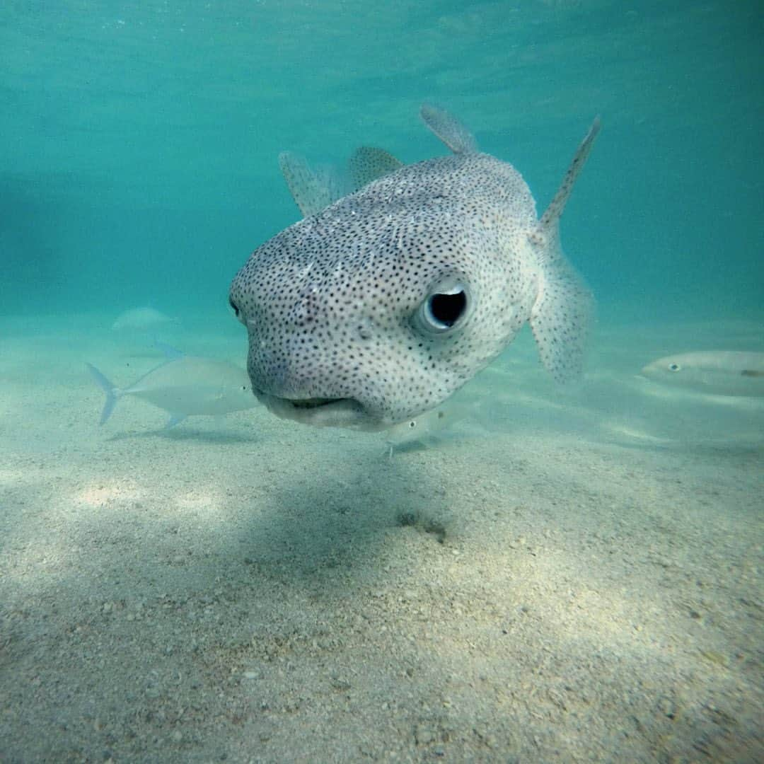 Luxury Cruise by Captain Bruceさんのインスタグラム写真 - (Luxury Cruise by Captain BruceInstagram)「スタッフの間で隠れ人気の、フグのヒロシさん🐡⁠⠀ ⁠⠀ Porcupinefish ポーキュパインフィッシュ、ハリセンボンの一種ですが、和名ではなんとネズミフグと呼ばれているようです。⁠⠀ 近くで見ると意外に大きくてびっくりします！⁠⠀ ⁠⠀ ⁠⠀ ⁠⠀ #captainbruce #kaneohesandbar #hawaii #oahu #thisiswherewelive #ahuolaka #ahuihou #hello #aloha #havealohawilltravel #hawaiiinstagram #キャプテンブルース #天国の海ツアー #天国の海 #サンドバーツアー #アフオラカ #ハワイ大好き #オアフ島 #ハワイの生き物 #海の中 #フグのヒロシ」11月16日 5時32分 - cptbruce_hi