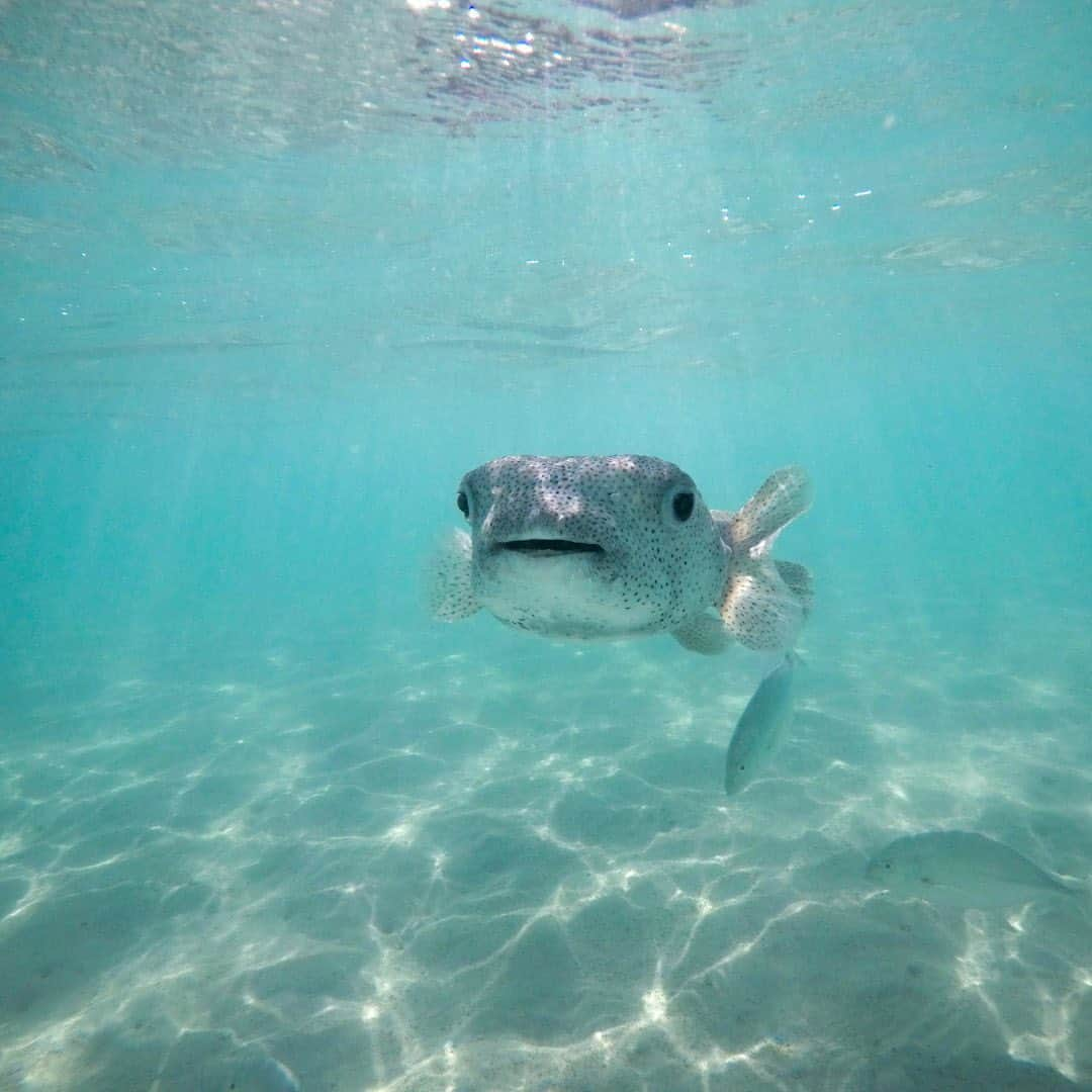 Luxury Cruise by Captain Bruceのインスタグラム：「スタッフの間で隠れ人気の、フグのヒロシさん🐡⁠⠀ ⁠⠀ Porcupinefish ポーキュパインフィッシュ、ハリセンボンの一種ですが、和名ではなんとネズミフグと呼ばれているようです。⁠⠀ 近くで見ると意外に大きくてびっくりします！⁠⠀ ⁠⠀ ⁠⠀ ⁠⠀ #captainbruce #kaneohesandbar #hawaii #oahu #thisiswherewelive #ahuolaka #ahuihou #hello #aloha #havealohawilltravel #hawaiiinstagram #キャプテンブルース #天国の海ツアー #天国の海 #サンドバーツアー #アフオラカ #ハワイ大好き #オアフ島 #ハワイの生き物 #海の中 #フグのヒロシ」