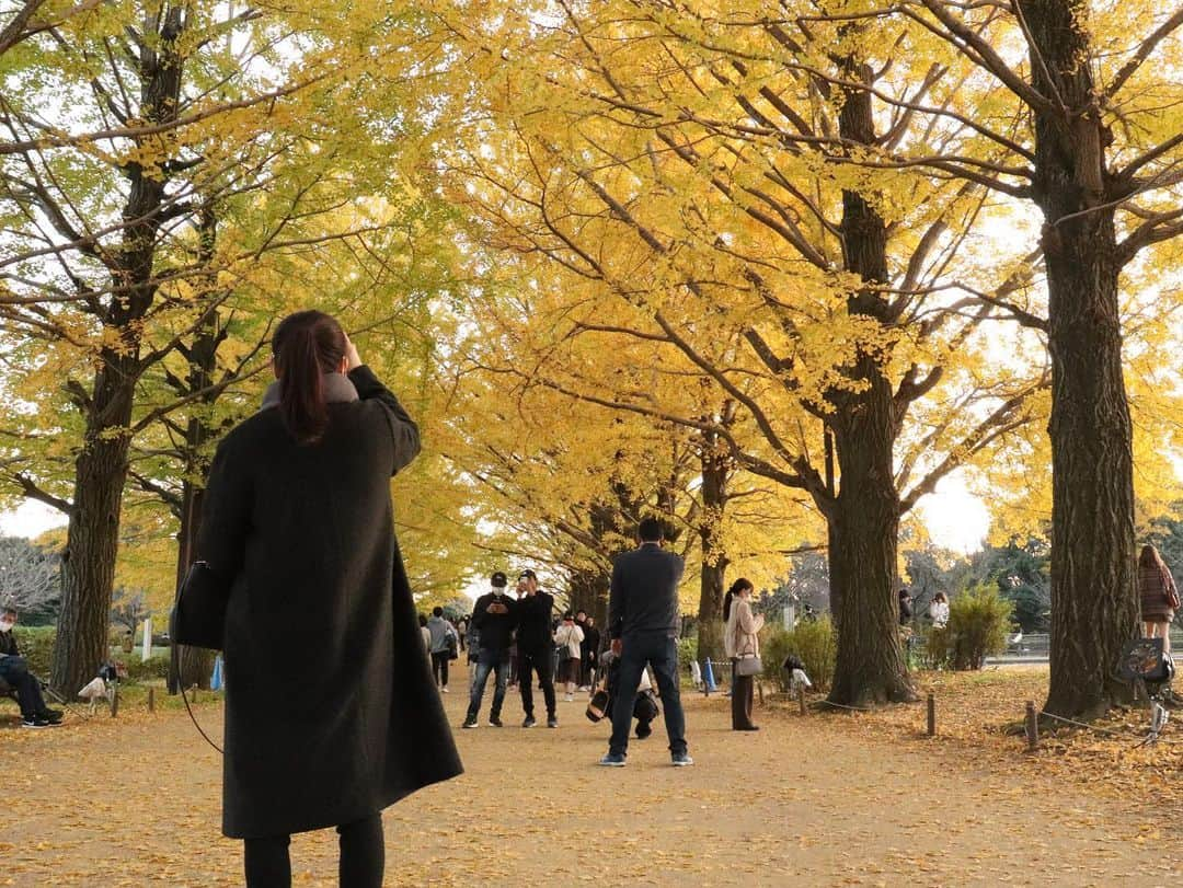 石松大晟さんのインスタグラム写真 - (石松大晟Instagram)「・﻿ 今日は紅葉を見に広徳寺と昭和記念公園へ🍁﻿ ﻿ 昭和記念公園のライトアップは美しすぎて感動😭👏﻿ 今まで見てきた中でダントツ良かった！﻿ 行ったことない方は是非行ってもらいたい🍁﻿ 一生忘れられない景色リストに入りました㊗️﻿ ﻿ #canon #gopro #photo #紅葉 #昭和記念公園 #イチョウ #もみじ　 #広徳寺の写真は今度投稿します」11月16日 0時07分 - taiseiishimatsu