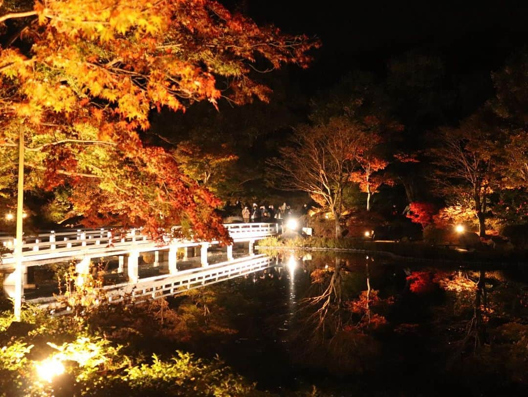 石松大晟さんのインスタグラム写真 - (石松大晟Instagram)「・﻿ 今日は紅葉を見に広徳寺と昭和記念公園へ🍁﻿ ﻿ 昭和記念公園のライトアップは美しすぎて感動😭👏﻿ 今まで見てきた中でダントツ良かった！﻿ 行ったことない方は是非行ってもらいたい🍁﻿ 一生忘れられない景色リストに入りました㊗️﻿ ﻿ #canon #gopro #photo #紅葉 #昭和記念公園 #イチョウ #もみじ　 #広徳寺の写真は今度投稿します」11月16日 0時07分 - taiseiishimatsu