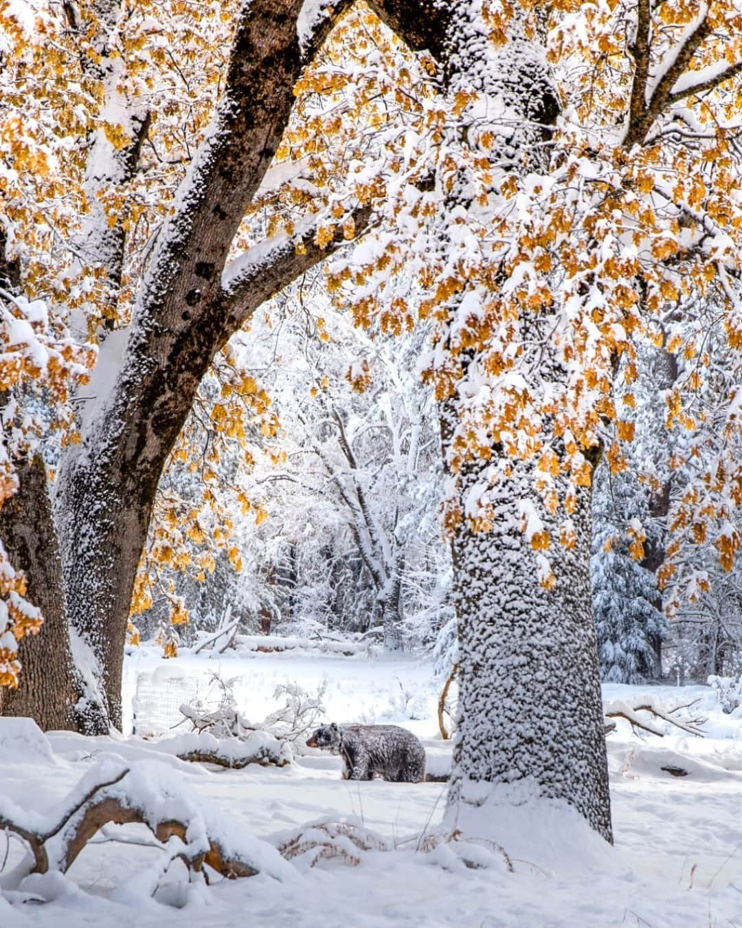 アメリカ内務省さんのインスタグラム写真 - (アメリカ内務省Instagram)「This black bear got caught in a November snow at Yosemite National Park in #California. While known for its towering granite cliffs and waterfalls, Yosemite is also home to fascinating wildlife. Between 300 and 500 black bears live in the park. Brown bears are no longer found in California, so any bear you see in Yosemite is a black bear, even though their coats are brown in color. Truly black-colored bears are rare in the west. No matter its color, the snow has made this bear frosty. Photo courtesy of Mark Bouldoukian (@markian.b). #usinterior #FindYourPark」11月16日 0時25分 - usinterior