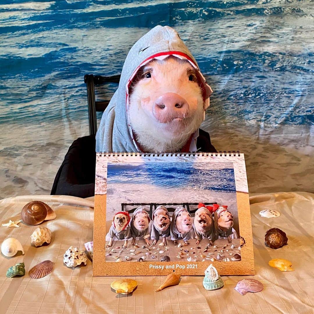 Priscilla and Poppletonさんのインスタグラム写真 - (Priscilla and PoppletonInstagram)「The Poppleshark is making a rare November appearance to let you know that our 2021 calendars are now available. Please go to createphotocalendars.com/shop/prissyandpop (link in bio) to get yours. This is our best calendar yet! All proceeds go to our 501c3 rescue @prissyandpops_helpinghooves. ThOINKs for spending the year with us!🐷💕🦈#Poppleshark #2021calendar #prissyandpopshelpinghooves #PrissyandPop」11月16日 0時26分 - prissy_pig