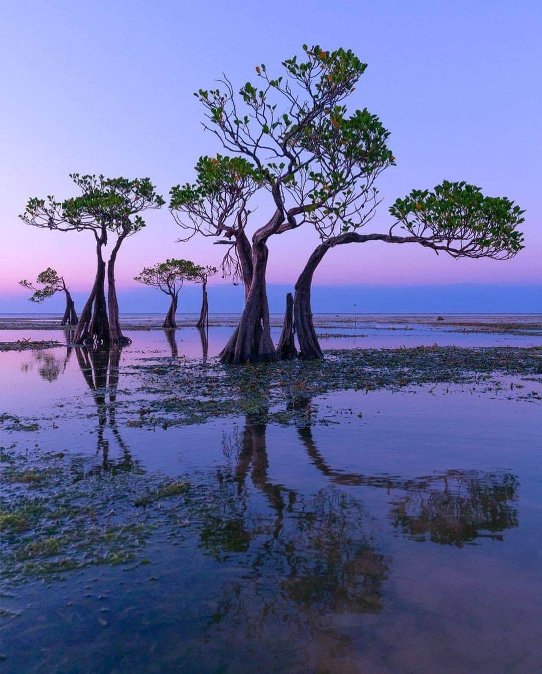 Discover Earthさんのインスタグラム写真 - (Discover EarthInstagram)「Despite being dubbed as the island paradise on the rise, or even the ‘next Bali’, Sumba is still one of Indonesia’s best-kept secrets. This beautiful location is filled with new spots to discover and life-changing experiences.  "Serie about amazing dancing trees of Sumba. Without a doubt the highlight of my latest trip to Indonesia! Which image is your favourite?"  🇮🇩 #discoverIndonesia with @loicdupuisphoto   . . . . #sumbaisland  #sumba  #exploresumba  #indonesia  #tripsumba  #sumbatrip  #travel  #travelphotography  #photooftheday  #waikabubak  #instagram  #exploreindonesia  #wonderfulindonesia ​」11月16日 0時30分 - discoverearth