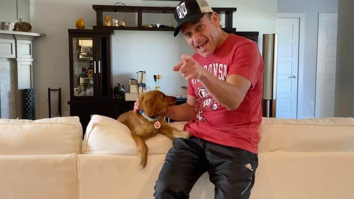 スティーブのインスタグラム：「Sky gets excited when she sees the Kid but still a little scared to jump off the sofa even with a yummy koookie bribe!! #onwisconsin  スカイチャンはまだソファから飛ぶのがちょっと怖いみたい　笑笑　#ゴールデンドゥードル #goldendoodle」