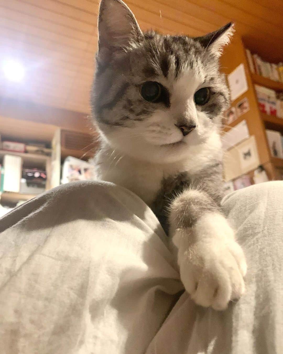 坂本美雨さんのインスタグラム写真 - (坂本美雨Instagram)「山（ひざ）の向こうから、ひょっこりかわいい生物がのぞいたので、捕獲 #cat #サバ美」11月16日 1時33分 - miu_sakamoto