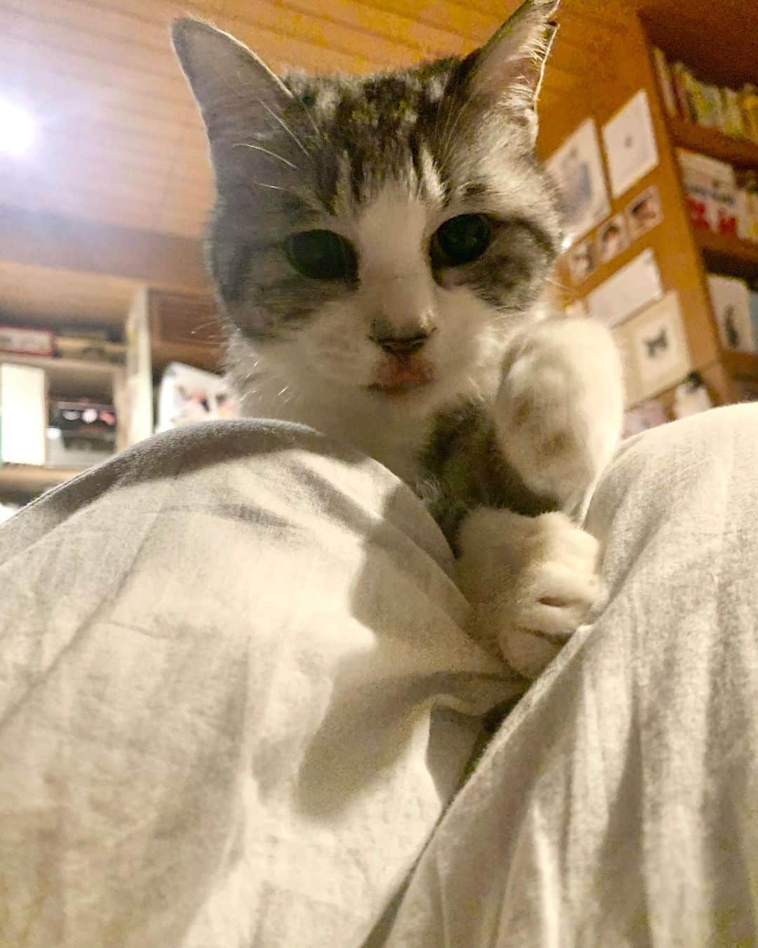 坂本美雨さんのインスタグラム写真 - (坂本美雨Instagram)「山（ひざ）の向こうから、ひょっこりかわいい生物がのぞいたので、捕獲 #cat #サバ美」11月16日 1時33分 - miu_sakamoto