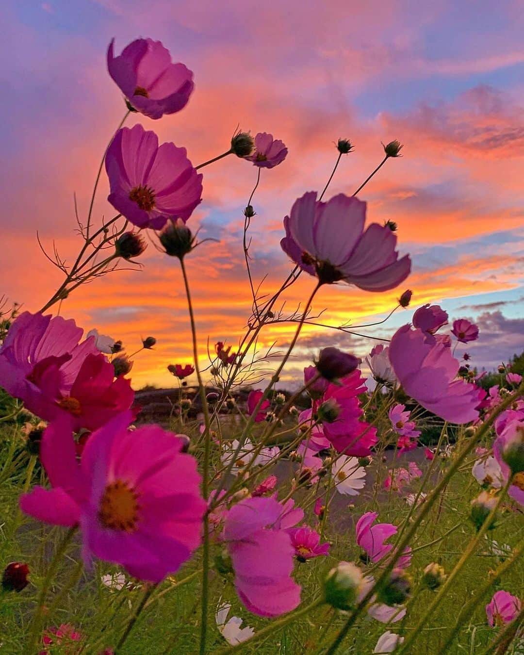 Canon Photographyさんのインスタグラム写真 - (Canon PhotographyInstagram)「Beautiful flowers during sunset 🌅 Photography // @sky_lover_920 Curated by @steffeneisenacher  #flowers #japan #niigataprefecture #flowersofinstagram #sunsetphotography」11月16日 1時40分 - cpcollectives