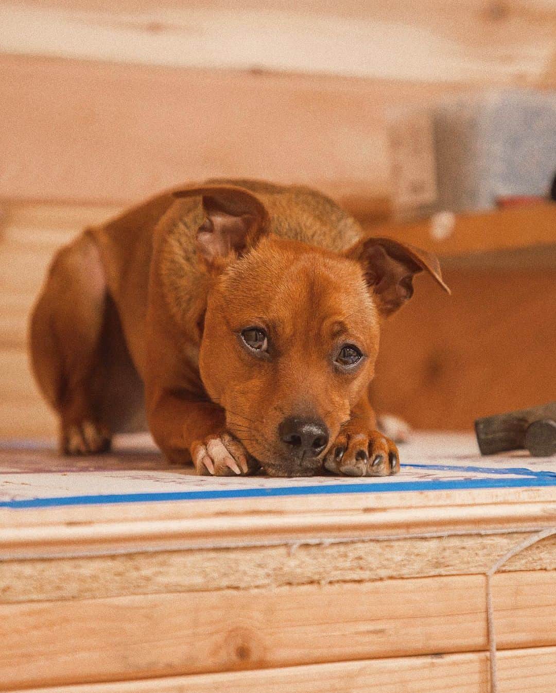 サラ・ジーン・アンダーウッドさんのインスタグラム写真 - (サラ・ジーン・アンダーウッドInstagram)「Your new home is almost done little one ❤️ swipe for a peek of the bedroom 👀 . #adoptdontshop #dogsofinstagram」11月16日 1時52分 - saraunderwood