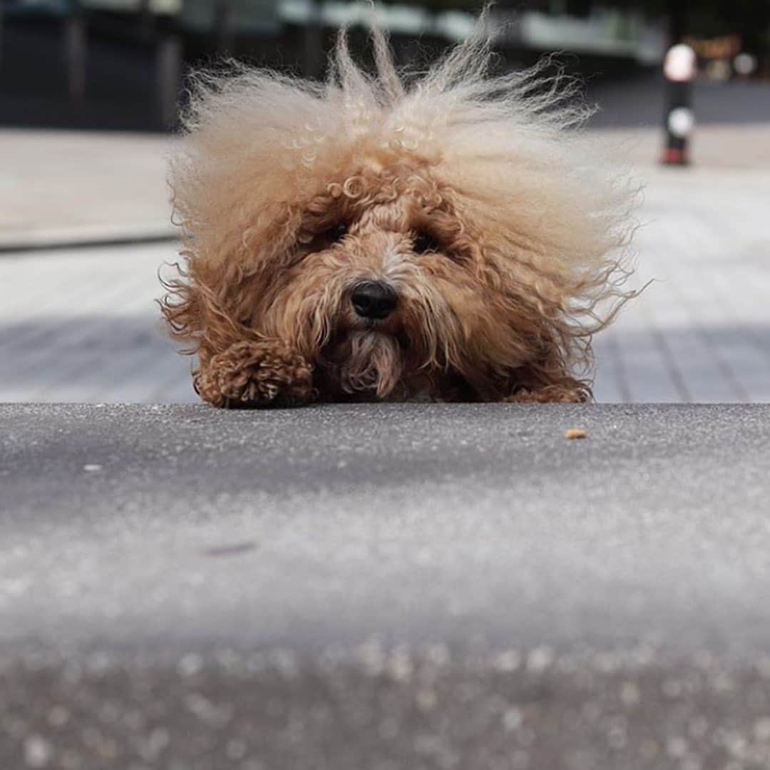 シーウィーのインスタグラム：「Holding onto Sunday like  📷: @ernieoodle」