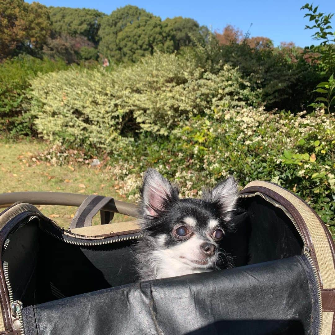 中野公美子のインスタグラム：「山にでも来たみたいに見えますが、 近くの大きい公園です🐶 わんちゃんお友達とご一緒にお散歩&ランチしました🐶🐶💕 2わんの写真撮るの忘れてた😅  #顔の大きさの割にお耳が大きい　 #お散歩 #緑の多い公園 #晴天 #チワワ #chihuahua」