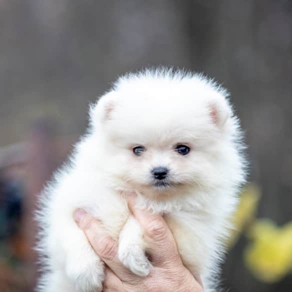 Puppy For Sale.さんのインスタグラム写真 - (Puppy For Sale.Instagram)「Девочка белого  окраса❤️ шикарная малышка. ⠀ В прекрасном типе Шерстяная, короткая наполненная мордочка, маленький носик, крошечные ушки. ⠀ Настоящий белый медвежонок. На данный момент предлагается для предварительного Резервирование.👍  ⠀ ___ ⠀ Следите за нашими обновлениями и подписывайтесь👇 @artsimpatiya ⠀ Больше информации, фото и видео: Директ, на личном сайте питомника Арт Симпатия: www.artsimpatiya.ru  ⠀  ⠀ #pom  #puppypomerian #chiotpoméranien #puppypom #puppypomeranian #pomeranianpartycolor #pomeranianparis #whitepom #pomeranianpup #pomeranianpuppy #pomeranianpuppies #pomeranianfrance #pomeranianspitz #pomerania #spitztagram #spitzpomeranian #spitzpuppy」11月16日 2時44分 - artsimpatiya