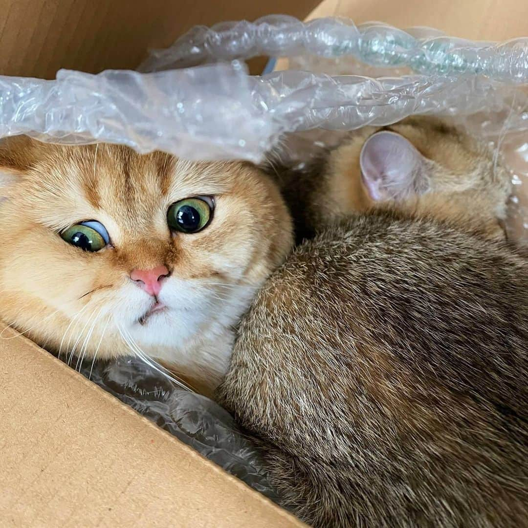 CatStockerさんのインスタグラム写真 - (CatStockerInstagram)「Hello! #catstocker is here!  Follow our FURRriend @lumi_zola_cats  Swipe for more pictures 👉  . . . . . #cat #neko #mačka #chat #котка #kotek #kot #кіт #mače #кошка #кот #katze #gato #gatto #kissa #子猫 #猫 #고양이 #貓 #kedi #köttur #kissanpentu #חתול #кішка #子猫 #kittens #小猫 #kätzchen #котята」11月16日 3時05分 - catstocker