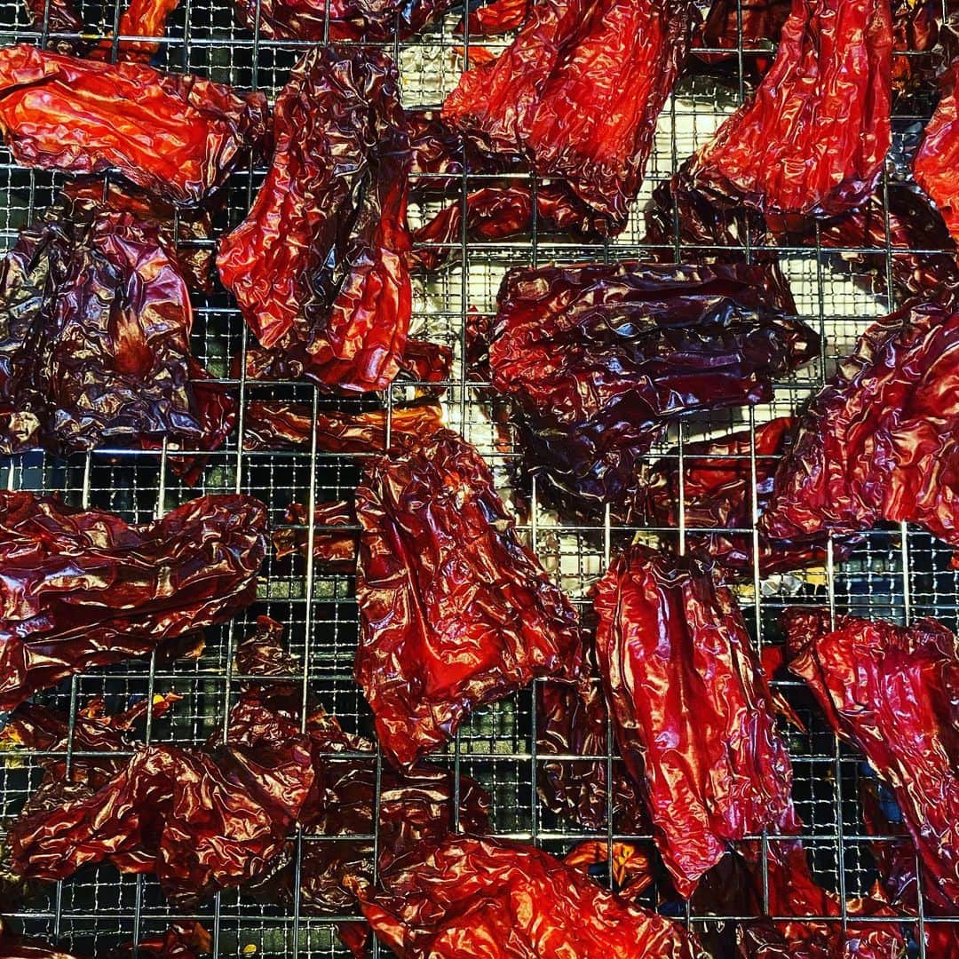ケリスのインスタグラム：「These sweet peppers were beautiful and then I dehydrated them for our gold mine box stuffing mix . The flavor is so full now that that moisture has been drawn out . @bountyandfull it's a lifestyle」