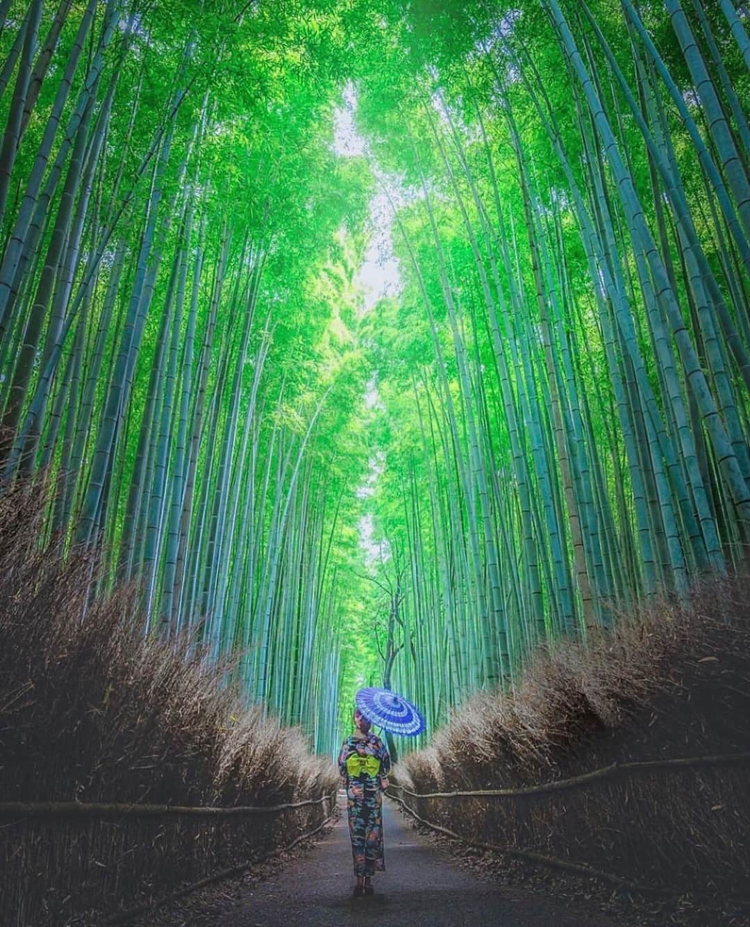 Earth Picsさんのインスタグラム写真 - (Earth PicsInstagram)「Arashiyama, Kyoto, Japan 🇯🇵 by @lulu_camera」11月16日 3時00分 - earthpix