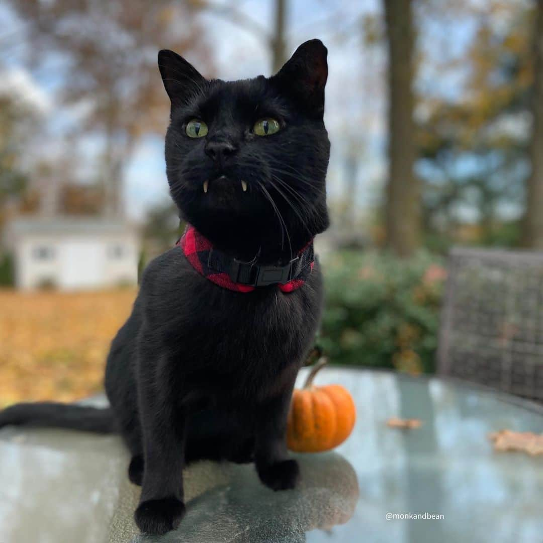 セルジオさんのインスタグラム写真 - (セルジオInstagram)「It’s a put on something with elastic and eat all the pumpkin pie kind of day... #convincemeotherwise 🍂🥧🥧🥧🍂 . . #basicaf #pumpkineverything #sweaterweather #monk #vampirecat #blackcatsofinstagram #catsofinstagram #catsofinsta #catsofig #igcats #igkitty #catslife #catsrule #myfurbaby #meowed #buzzfeedanimals #buzzfeedcats #9gagcute #catsonleashes #catharness #sundaybumday #cutecatsofinstagram #petco #thedodo #catstercats」11月16日 3時02分 - monkandbean