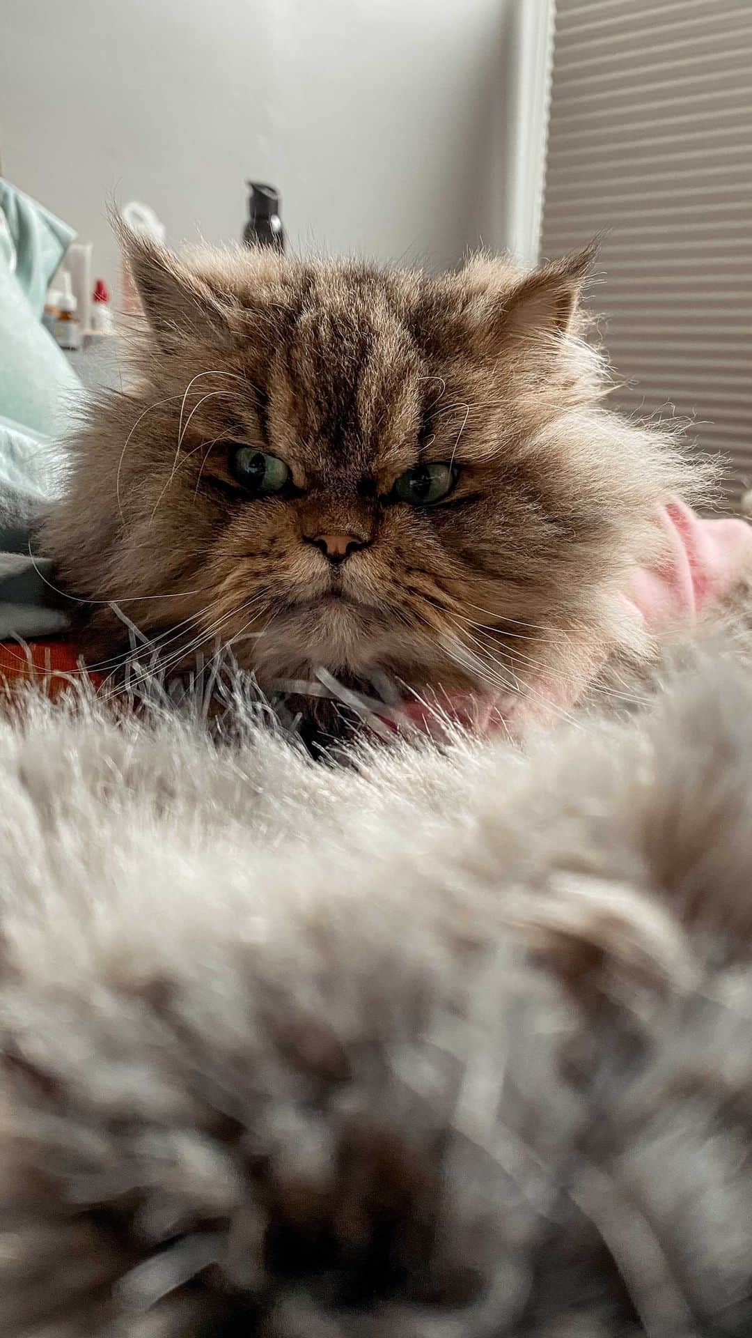のインスタグラム：「Snuggled up in bed with my sister @peenyhoudini #smushball」