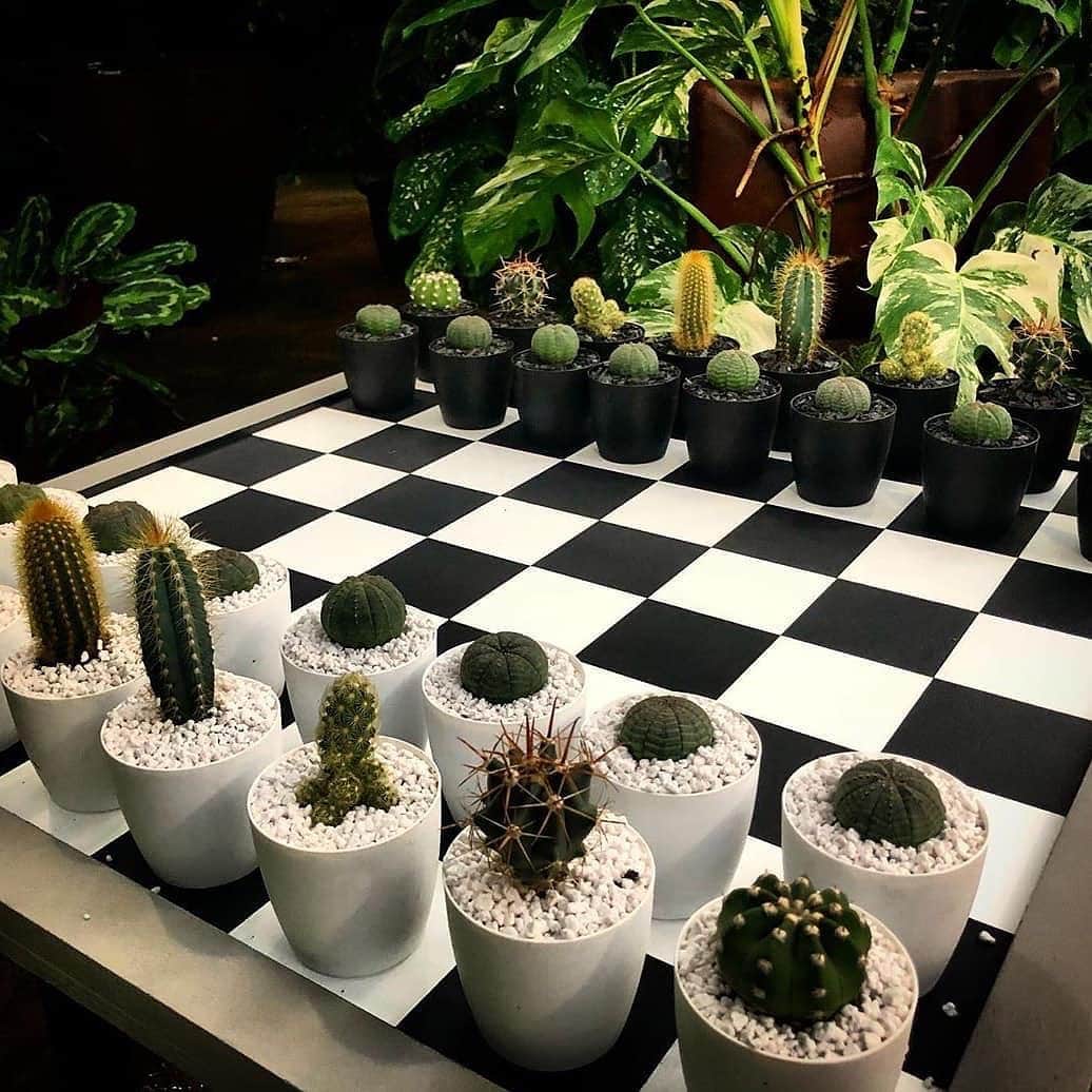 パブリッシュブランドさんのインスタグラム写真 - (パブリッシュブランドInstagram)「Cactus chess anyone? 📸 @cacti.cacti  . . . . #publishbrand #todayfortomorrow #chess」11月16日 3時24分 - publishbrand