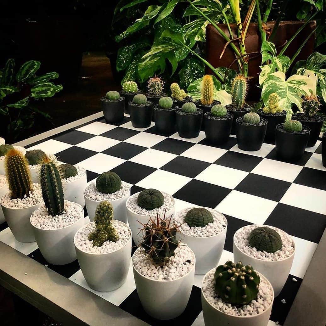 パブリッシュブランドのインスタグラム：「Cactus chess anyone? 📸 @cacti.cacti  . . . . #publishbrand #todayfortomorrow #chess」