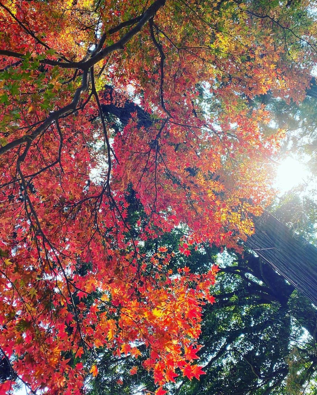 西山茉希さんのインスタグラム写真 - (西山茉希Instagram)「秋の色と 秋のチカラ。  もうこの街には、 神様が集まっているんだよ。  だからここにしました。 神様ーズの会議場所。 近くにいたかった。  #出雲大社 #神在月 #神無月 #旧10月  おめでとうへのありがとうを込めまして。 パワーのお裾分け致します。  #😊🙏😊  浮かんだモノ、 叶えたり。 叶いたり。」11月16日 14時39分 - maki.nshiyama50