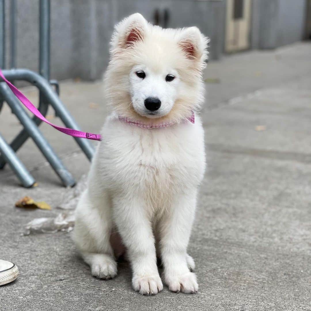 The Dogistさんのインスタグラム写真 - (The DogistInstagram)「Dylan, Samoyed (3 m/o), Houston & Greene St., New York, NY • “We literally just got her a week ago – everything is crazy.”」11月16日 13時31分 - thedogist