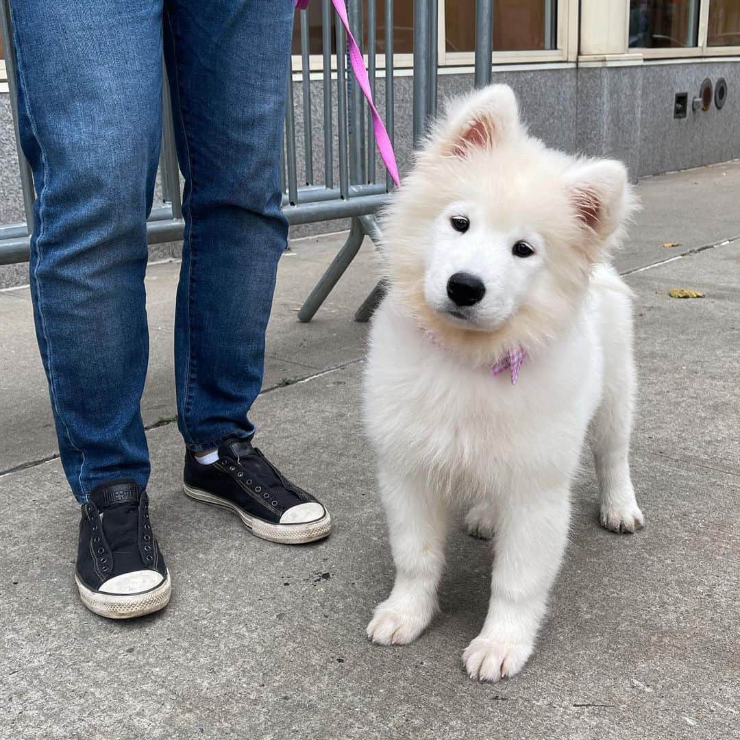 The Dogistさんのインスタグラム写真 - (The DogistInstagram)「Dylan, Samoyed (3 m/o), Houston & Greene St., New York, NY • “We literally just got her a week ago – everything is crazy.”」11月16日 13時31分 - thedogist