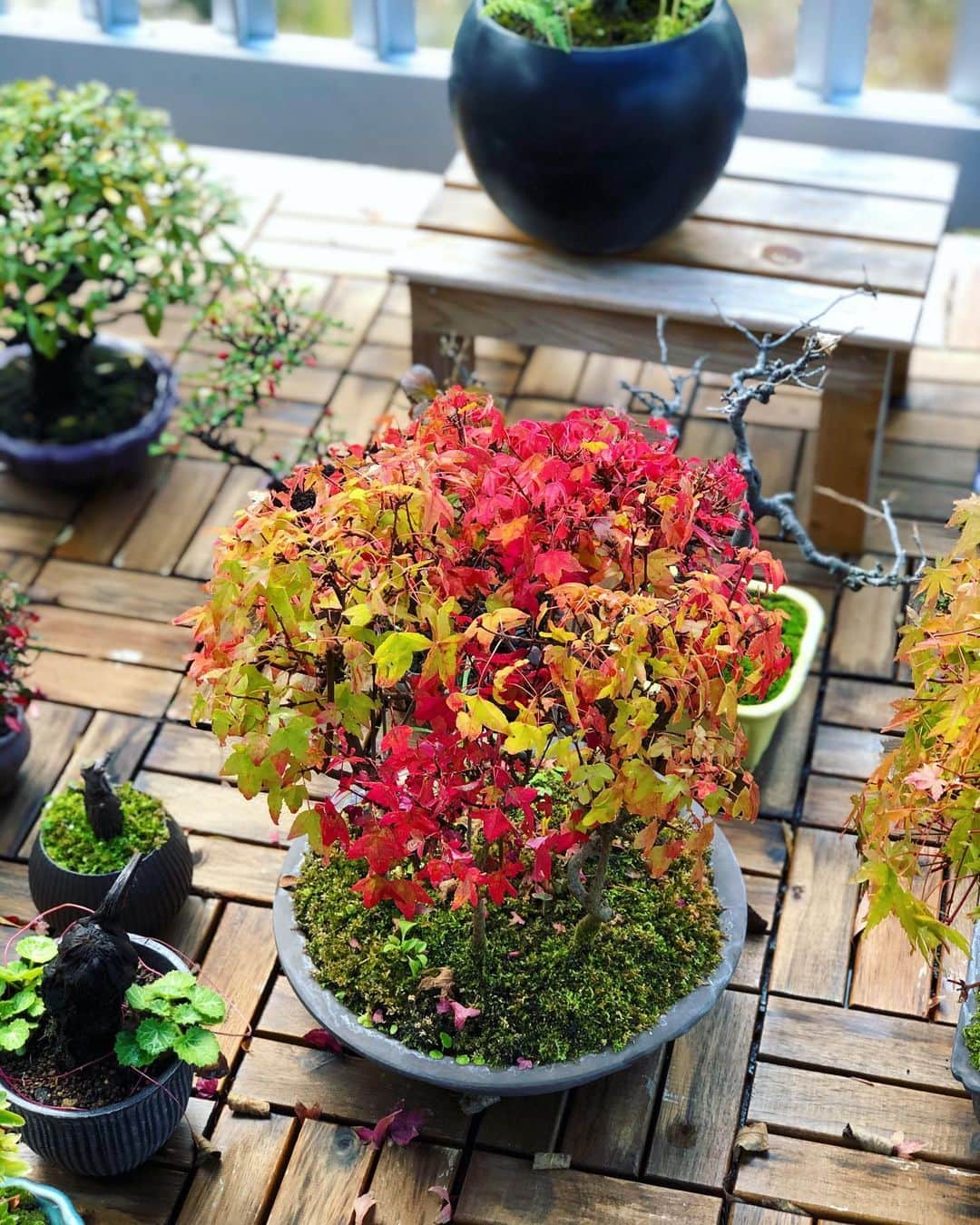 金成公信のインスタグラム：「唐カエデも美しいグラデーション。#カエデ #唐楓 #盆栽 #bonsai #bonsaijapan #japanesebonsai #wabisabi #bonsailovers #bonsailife #bonsaitree #bonsaiart #bonsaigram #bonsaiworld #plants #tree #greenlife #greenlifestyle #苔 #moss #睡蓮 #睡蓮鉢 #ビオトープ #biotope #メダカ #waterlilybowls」