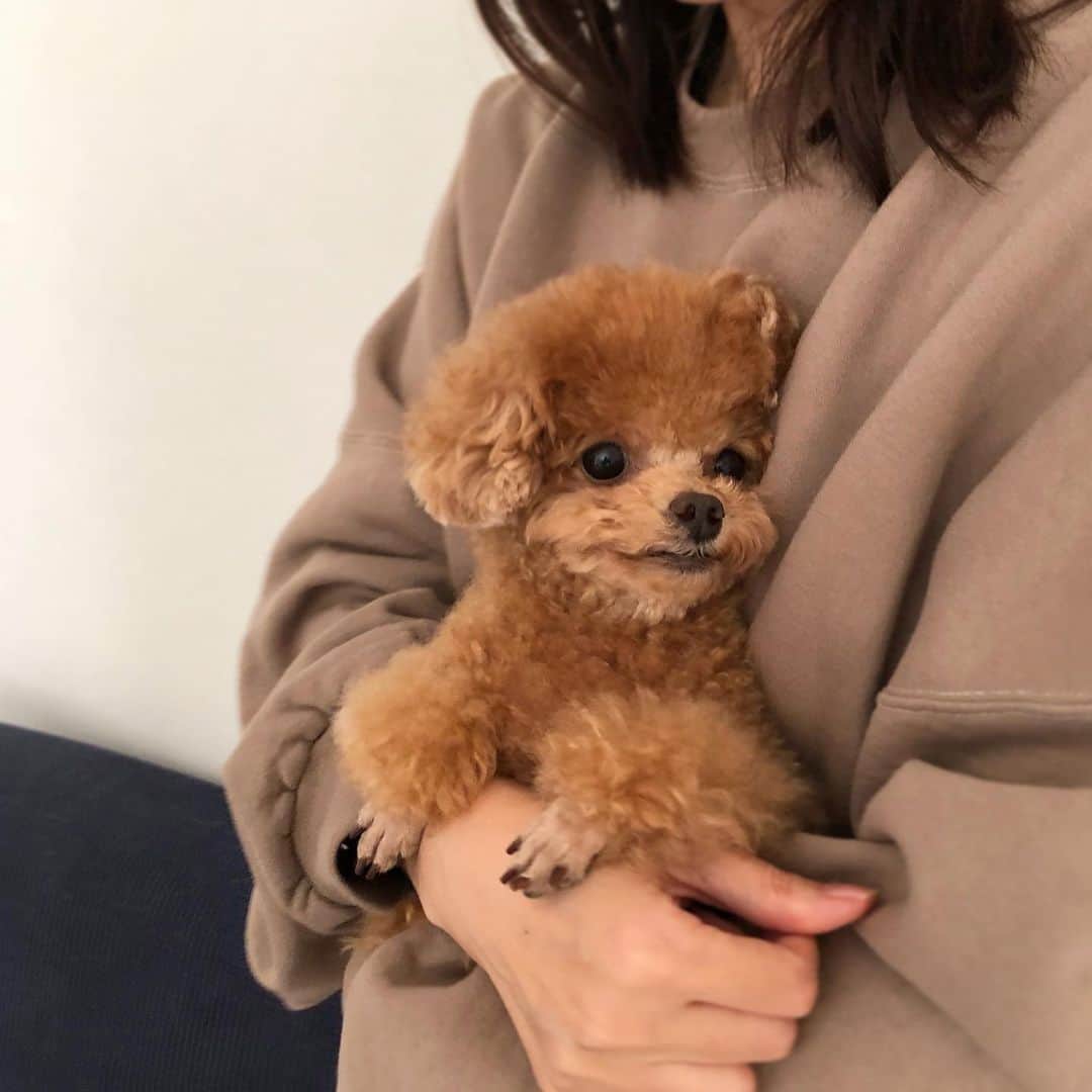 ふわのインスタグラム：「たくさんの応援メッセージをありがとうございました!!!!  メッセージの方にきちんとお返事できておりません。すみません… すべて読ませていただいております。 本当に感謝です。 今はお薬のおかげで体調も安定しております☺︎  #toypoodle#toypoodlegram#dogsofinstagram#instadog#doglife#doglover#dog#fuwamama#ふわもこのふわ#トイプードル#ふわもこ部#犬ばか部#親バカ部#犬のいる暮らし#いぬすたぐらむ#よいおかお☺︎」