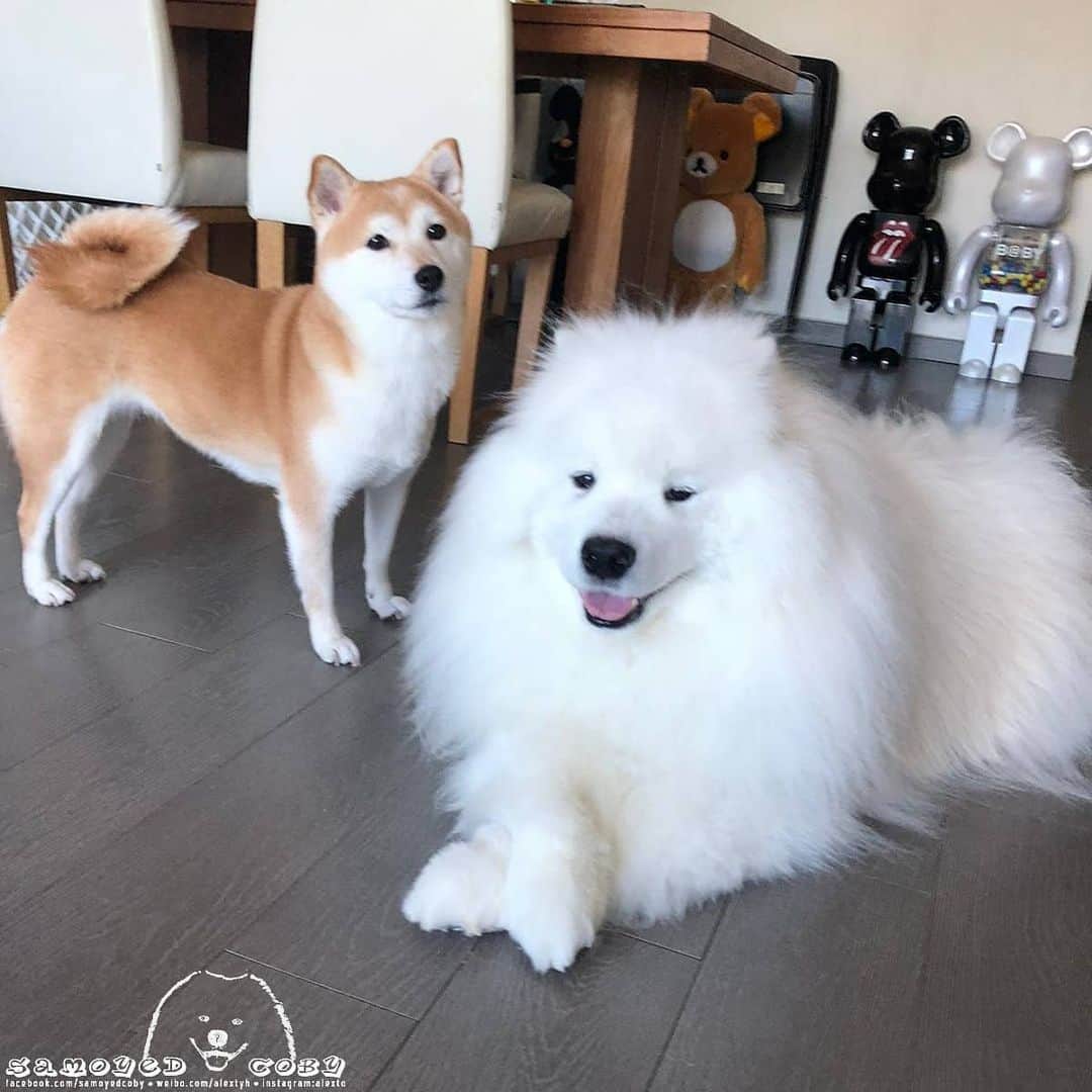 Alex Toのインスタグラム：「😘😘😘 #cute #dog #doglover #dogsofinstagram #dogoftheday #dogofthedayjp #dogstagram #fluffy #hkig #hongkong #ilovemydog #instadog #instagood #instamood #instagraphy #shibainu #samoyedoninstagram #pet #petlovers #petsofinstagram #petstagram #photooftheday #puppy #pupsofinstagram #samoyed #samoyedsofinstagram #webstagram #犬 #サモエド」