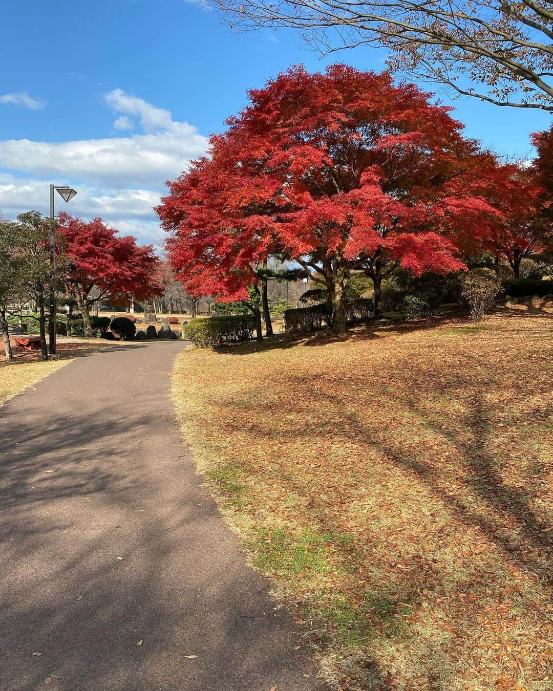 金子渚さんのインスタグラム写真 - (金子渚Instagram)「那須は綺麗に紅葉してました🍁」11月16日 13時46分 - nagisakaneko