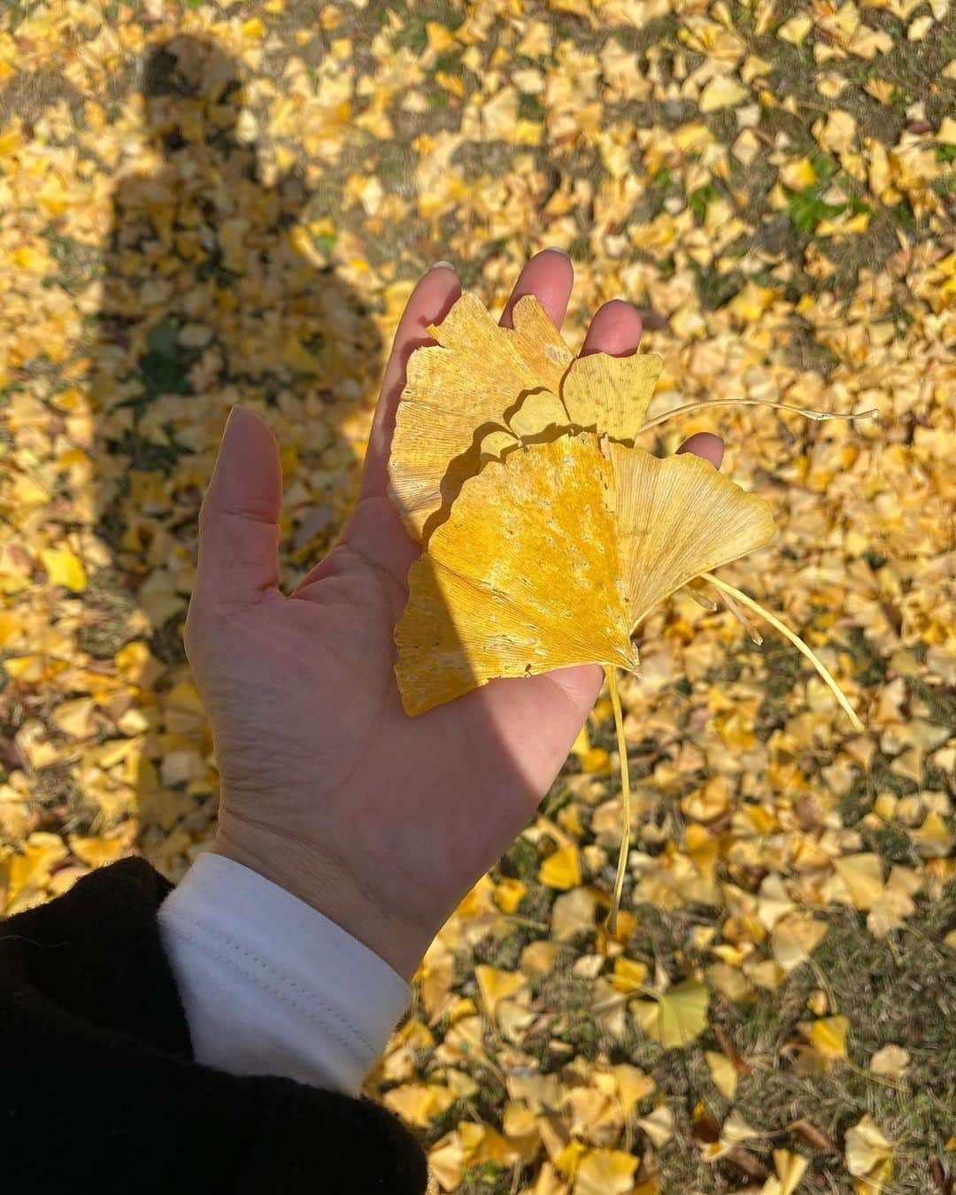 金子渚さんのインスタグラム写真 - (金子渚Instagram)「那須は綺麗に紅葉してました🍁」11月16日 13時46分 - nagisakaneko