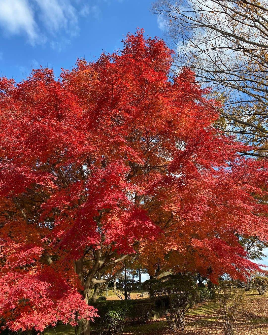 金子渚さんのインスタグラム写真 - (金子渚Instagram)「那須は綺麗に紅葉してました🍁」11月16日 13時46分 - nagisakaneko