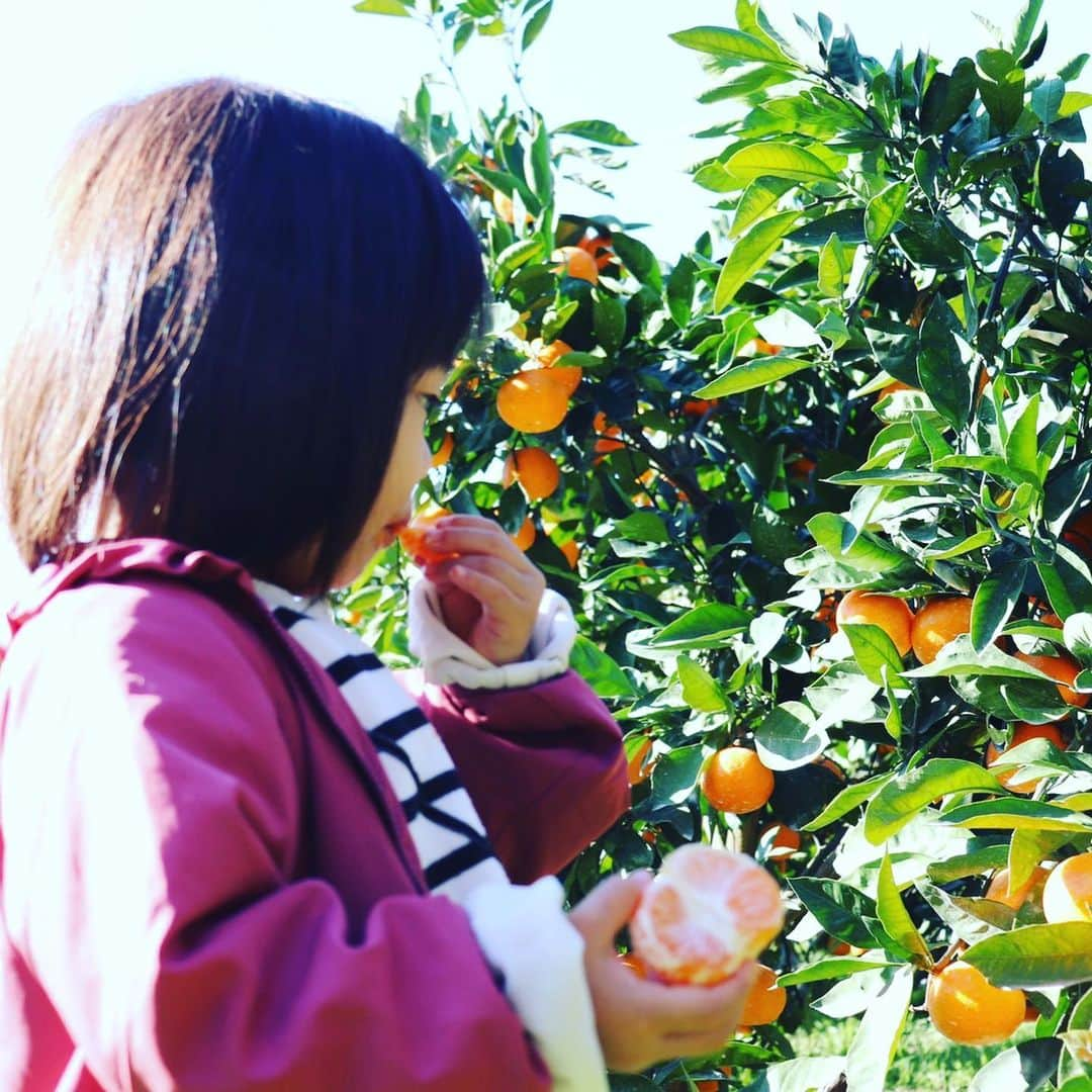 中華首藤さんのインスタグラム写真 - (中華首藤Instagram)「🍊🍊🍊  いっぱい食べて取って(´∀｀) #熊本  #熊本ローカル  #熊本市西区 #河内町  #河内みかん  #芳野 #もぎたて #フルーツ狩り  #みかん狩り #みかん #みかんの木 #みかん畑 #みかん大好き  #仲良し姉妹  #家族でお出かけ #かぞくのじかん #父と娘 #コミュニケーション  #無理矢理 食べさせてもらう（笑） #プチ反抗期  #姪っ子 撮影 #一眼レフ女子  #良い写真  #ありがとう   #熊本県 #大分県  #ローカルタレント  #中華首藤」11月16日 14時33分 - chuuka_shutou