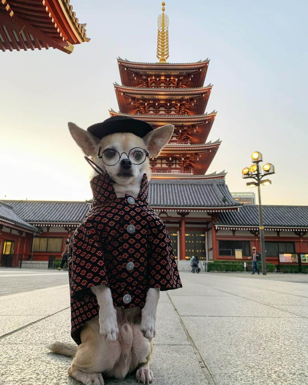 紋次郎さんのインスタグラム写真 - (紋次郎Instagram)「Good morning.  さて、今週も頑張りましょうかね😊 今年もあと1ヶ月半…  #dog#dogstagram#instadog#chihuahua#barkbox#mydogiscutest#buzzfeed#dog_features#fluffypack#barkpack#dogsofinstaworld#dogsofinstagram#犬#チワワ#手作り#handmade#着物#fashion#紋次郎一家#チーム茶#ふわもこ部#igersjp#peco犬部#dogsofinstagram#dogfashion #浅草#asakusa」11月16日 6時30分 - montjiro