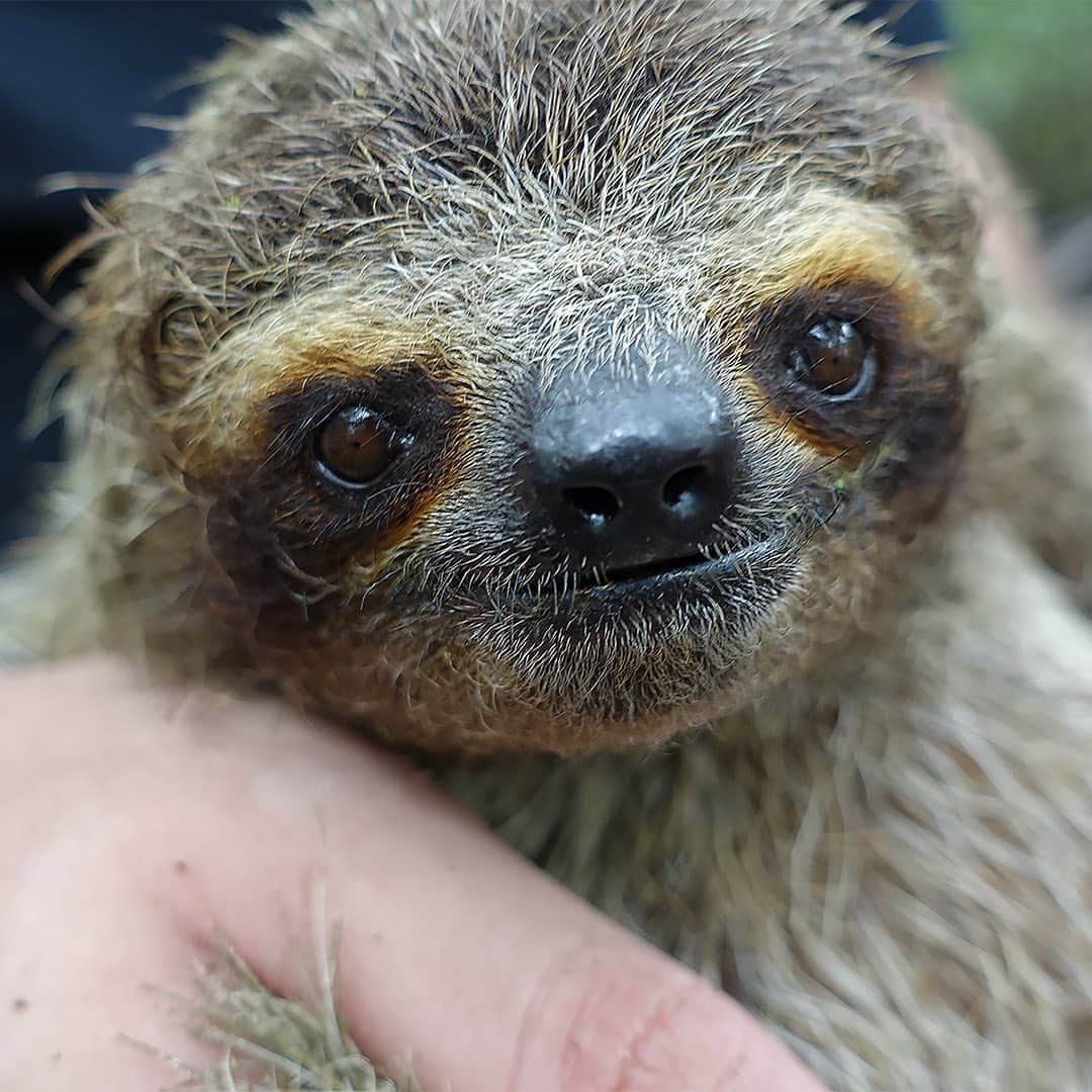 TED Talksさんのインスタグラム写真 - (TED TalksInstagram)「🚨 Incoming 🚨 Adorable tiny sloth photos ahead! These cuties are a species called Bradypus pygmaeus — and they’re a type of dwarf sloth. For 9,000 years, they've been marooned on a remote island in the Caribbean — which is partly what's made them so small! In 2019, conservationist and author Lucy Cooke joined an expedition to find and study these shy, critically endangered creatures. "We were forced to wade either up to our necks in water or thigh deep in sticky, foul-smelling mud as we navigated the tangled web of a million mangrove roots," she recalls. Visit the link in our bio to read about her amazing  adventure and learn more about these truly one-of-a-kind animals.⁠⠀ ⁠⠀ Images: Lucy Cooke (@luckycooke)」11月16日 6時32分 - ted