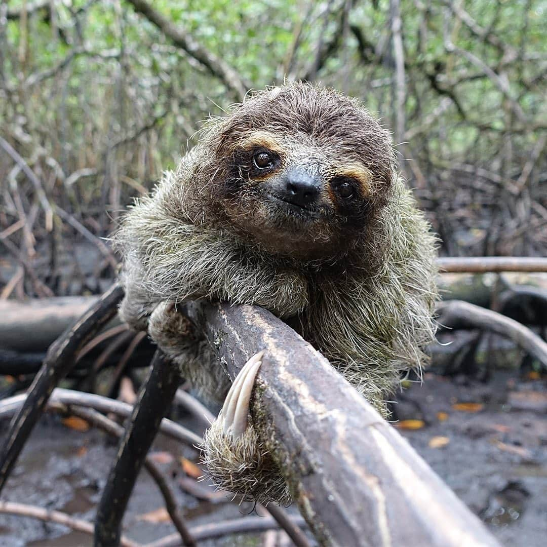 TED Talksさんのインスタグラム写真 - (TED TalksInstagram)「🚨 Incoming 🚨 Adorable tiny sloth photos ahead! These cuties are a species called Bradypus pygmaeus — and they’re a type of dwarf sloth. For 9,000 years, they've been marooned on a remote island in the Caribbean — which is partly what's made them so small! In 2019, conservationist and author Lucy Cooke joined an expedition to find and study these shy, critically endangered creatures. "We were forced to wade either up to our necks in water or thigh deep in sticky, foul-smelling mud as we navigated the tangled web of a million mangrove roots," she recalls. Visit the link in our bio to read about her amazing  adventure and learn more about these truly one-of-a-kind animals.⁠⠀ ⁠⠀ Images: Lucy Cooke (@luckycooke)」11月16日 6時32分 - ted