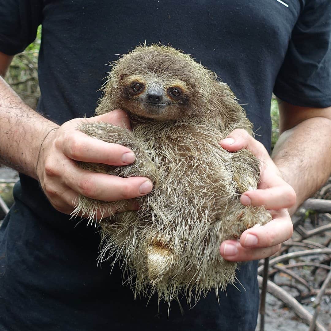 TED Talksさんのインスタグラム写真 - (TED TalksInstagram)「🚨 Incoming 🚨 Adorable tiny sloth photos ahead! These cuties are a species called Bradypus pygmaeus — and they’re a type of dwarf sloth. For 9,000 years, they've been marooned on a remote island in the Caribbean — which is partly what's made them so small! In 2019, conservationist and author Lucy Cooke joined an expedition to find and study these shy, critically endangered creatures. "We were forced to wade either up to our necks in water or thigh deep in sticky, foul-smelling mud as we navigated the tangled web of a million mangrove roots," she recalls. Visit the link in our bio to read about her amazing  adventure and learn more about these truly one-of-a-kind animals.⁠⠀ ⁠⠀ Images: Lucy Cooke (@luckycooke)」11月16日 6時32分 - ted
