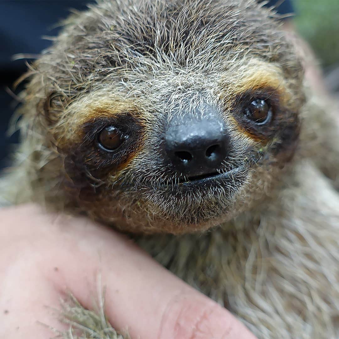 TED Talksのインスタグラム：「🚨 Incoming 🚨 Adorable tiny sloth photos ahead! These cuties are a species called Bradypus pygmaeus — and they’re a type of dwarf sloth. For 9,000 years, they've been marooned on a remote island in the Caribbean — which is partly what's made them so small! In 2019, conservationist and author Lucy Cooke joined an expedition to find and study these shy, critically endangered creatures. "We were forced to wade either up to our necks in water or thigh deep in sticky, foul-smelling mud as we navigated the tangled web of a million mangrove roots," she recalls. Visit the link in our bio to read about her amazing  adventure and learn more about these truly one-of-a-kind animals.⁠⠀ ⁠⠀ Images: Lucy Cooke (@luckycooke)」