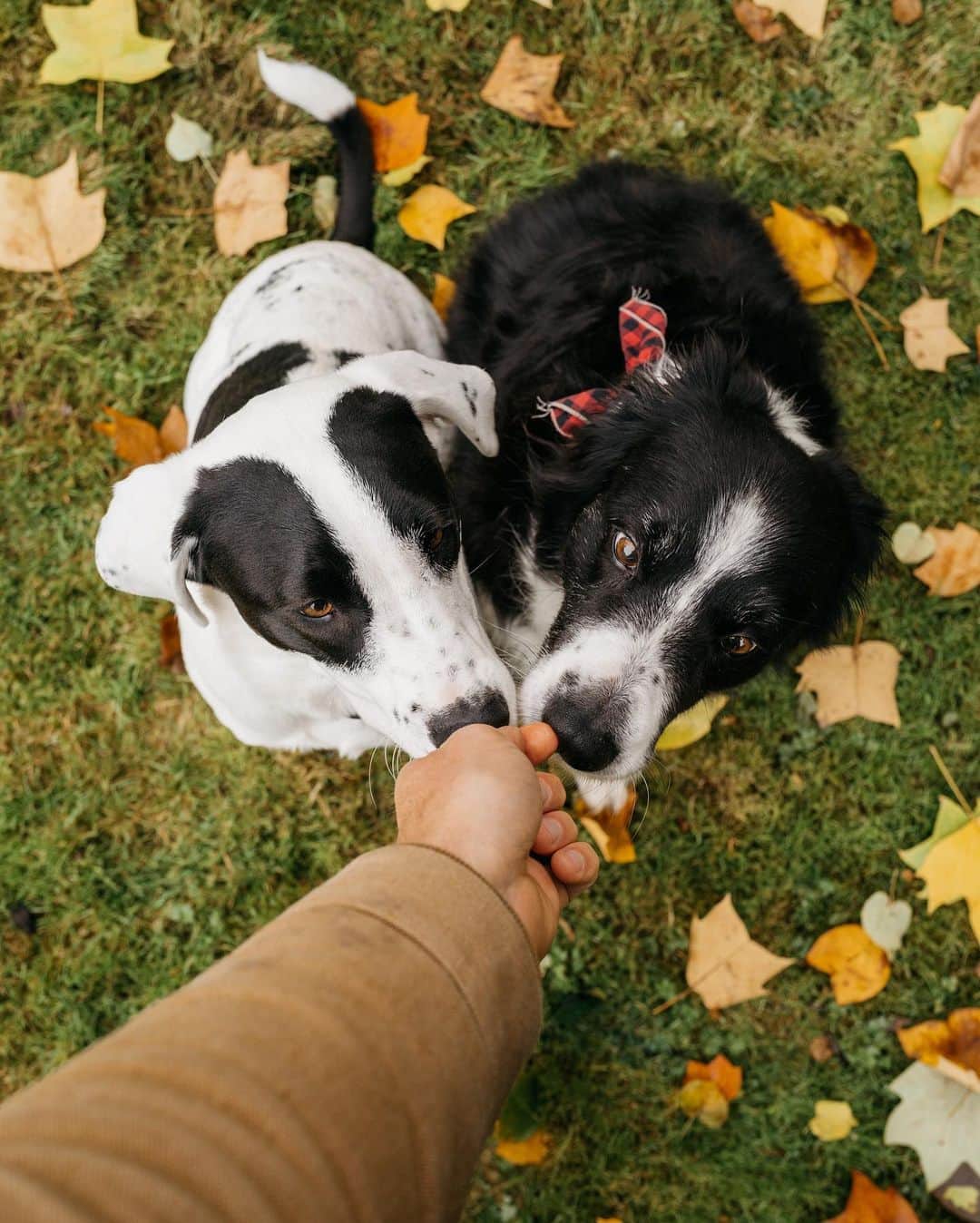 Andrew Knappのインスタグラム：「In spite of my doubt, in spite of their differences, these two are getting along better than ever. Usually it’s Boo that chases Momo, but occasionally Momo even fires it up. They play, and it fills me with life to witness it.  I’m not saying anything is possible, but seeing these two dogs come this far makes me believe that we can coexist despite our differences. Take the time to have a (distanced) conversation with a neighbour, ask a stranger at the park how their day is going, or send a message to a friend you haven’t spoken to in a while. Our world could use a lot more togetherness.」