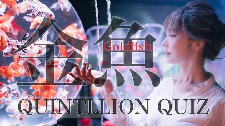 mycoのインスタグラム：「「金魚」夜に間に合いUPしました🐠﻿ 曲説明などはYouTubeに書いたので﻿ 良かったら見てやって下さいな🤍﻿ 歌詞が見えるといかがですか？？﻿ 次の曲は何にしましょうか♬﻿ ヒロトさんが撮ってくれたお写真は﻿ 切ないでしょ…いかがでしたか？﻿ QQはROCK歌謡曲だからどこか﻿ 懐かしさも感じると思うの。﻿ お気に召してもらえたら嬉しいです♡﻿ https://youtu.be/8kFpmGb30VE﻿  #QUINTLLIONQUIZ #myco #jpop #金魚 #youtube  ﻿ みなさんがいつもコメントで声を﻿ 聴かせてくれてるから色々チャレンジ﻿ できてます！これからも聴かせてね♡﻿ みんなが少しでも喜んでくれると﻿ ねーさん嬉しくて高田純次先生の舞しちゃう」