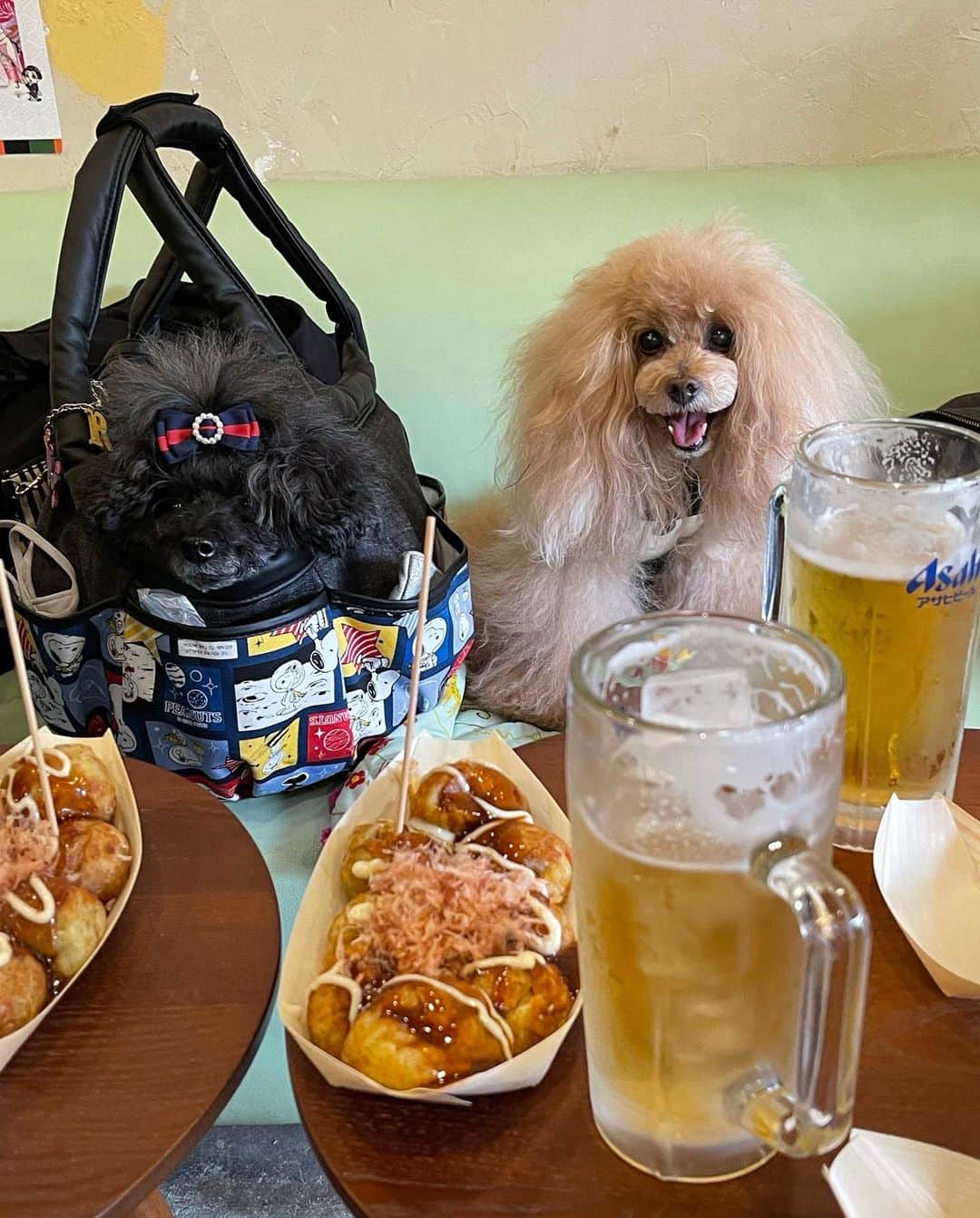 Toypoodle Mikuru?Asakusa Tokyoのインスタグラム：「20201116 Monday. Good morning! Friends 💕. . 昨日は地元お友達...と言っても 土曜日と同じメンバーで、下町お散歩しましたよ😄 . カフェもいいけど、たこ焼きでビール🍻も最高👍🏻 詳細はまだ後ほど〜👋🏻 . 今週もよろしくお願いしますね🙏🏻 本日は出勤なので、みきゅるんはお留守番。 今日はパパがいるから安心だね〜 遊んではもらえないけどね😂 . #下町 #たこ丸 #たこ焼き」