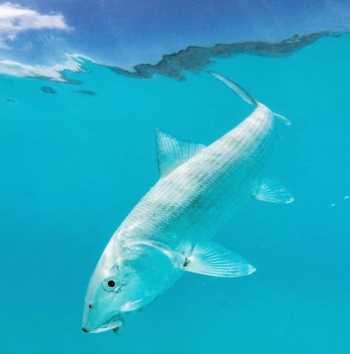 Costa Sunglassesのインスタグラム：「Ghost of Iguana Cay. 📷: @sport_fish_gallery #SeeWhatsOutThere #BornOnTheWater」