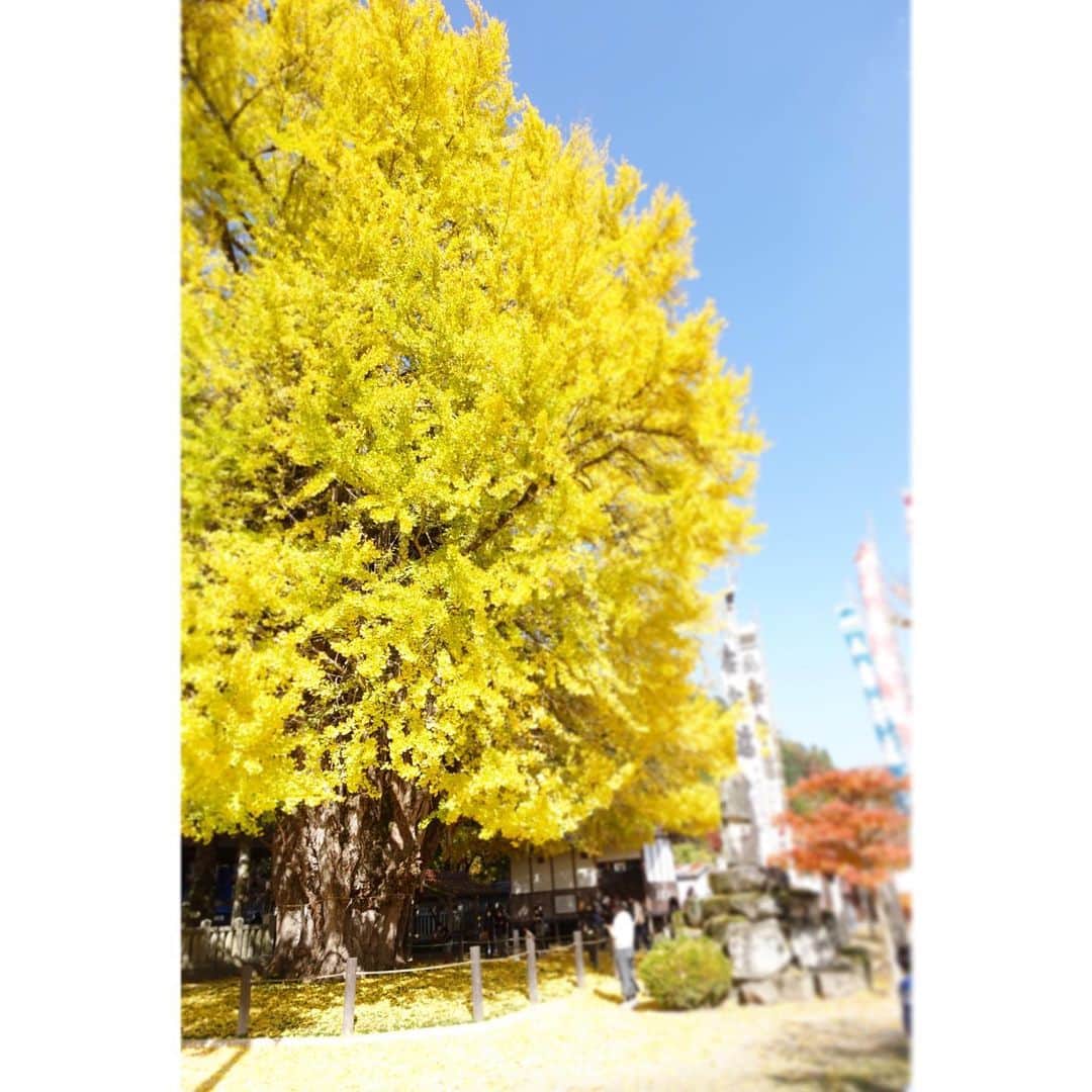 清水のぶよさんのインスタグラム写真 - (清水のぶよInstagram)「， 皆の幸せと健康をお祈りしてきました✨ ， #筒賀の大銀杏 #筒賀の大イチョウ  #黄色い絨毯 #紅葉 #紅葉狩り  #秋 #日本 #美しい #日本の風景  #美しい日本の風景」11月16日 7時45分 - meika_shimizu