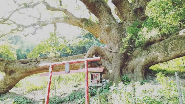 森郁月のインスタグラム：「ニッポン島旅🌊﻿ 「香川・志々島 大楠に守られて」﻿ ﻿ NHKBS4Kにて﻿ 11月17日(火)午後9時〜放送です！﻿ ﻿ 島旅一挙放送をご覧頂き﻿ ありがとうございました〜✨﻿ 来週は通常NHKBS4Kでの﻿ 放送となりますが、﻿ よろしくお願いします(^^♪﻿ ﻿ 訪れたのは香川県志々島。﻿ タイムスリップしたような、﻿ 素朴で懐かしい雰囲気漂う島でした。﻿ ﻿ 昭和初期のピークで﻿ 1000人を数えていた人口が﻿ 今ではわずか20人。﻿ たくさんの空き家を眺めると、﻿ 少し物悲しくもなりました。﻿ ﻿ この志々島を﻿ 大昔から今もずっと守り続けているのが、﻿ 大楠です🌳﻿ 支えきれないほど大きな体は﻿ 人の手で造られた支柱に支えられ、﻿ 今も力強く立っていました。﻿ ﻿ ﻿ ニッポン島旅🌊﻿ 「香川・志々島 大楠に守られて」﻿ NHKBS4Kにて﻿ 11月17日(火)午後9時〜﻿ お楽しみに！﻿ ﻿ ﻿ ﻿ #島旅 #島 #旅 #日本 #絶景 #香川県 #志々島 #大楠  #巨木 #楠 #離島 #瀬戸内海 ﻿ ﻿ ﻿ ﻿」